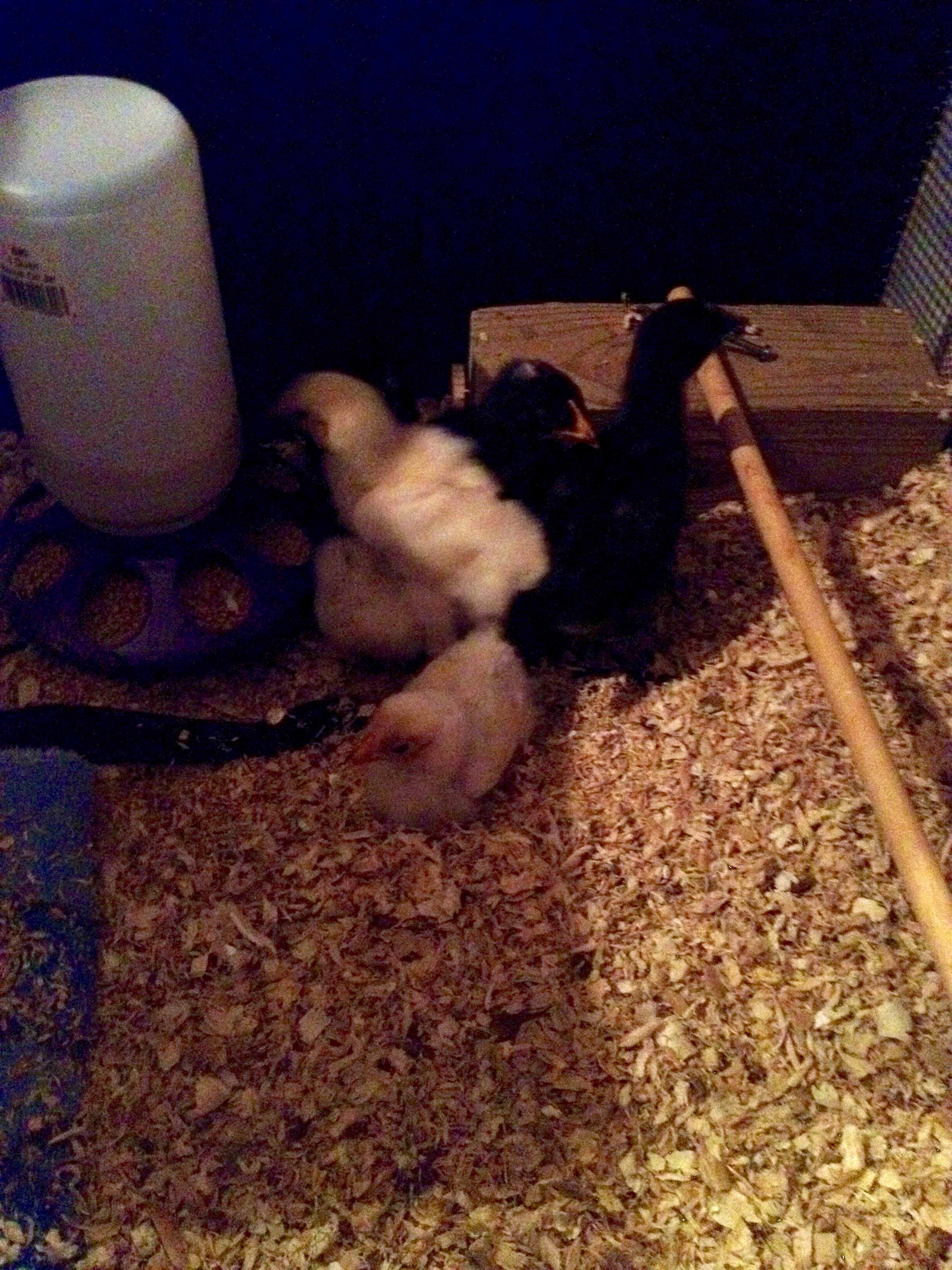 My mixed flock at 2 weeks old