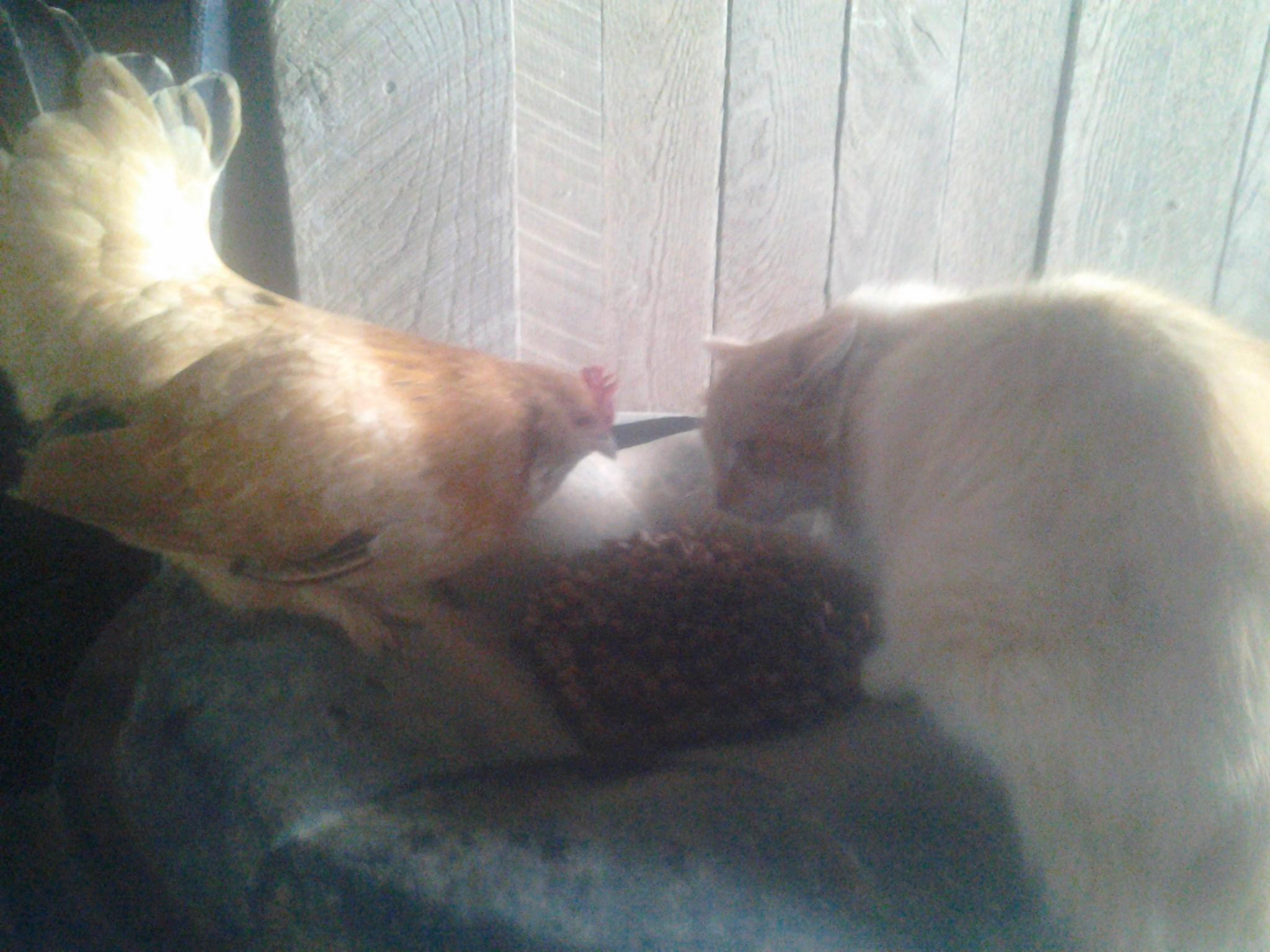 My mixed up broody..about to take down the scaredy cat!