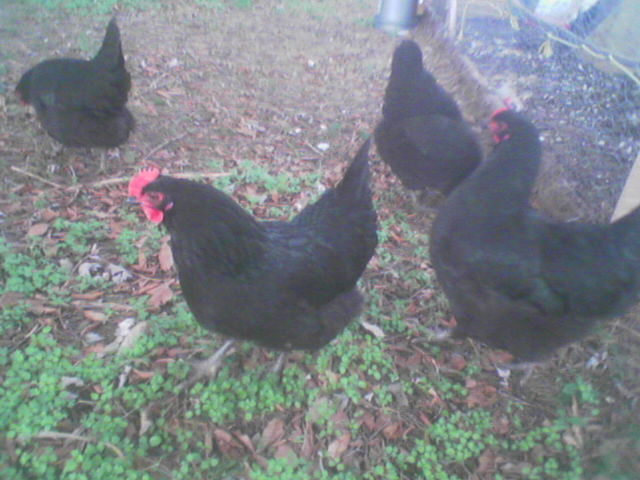 My modest flock, in the back yard. Strolling under the trees.