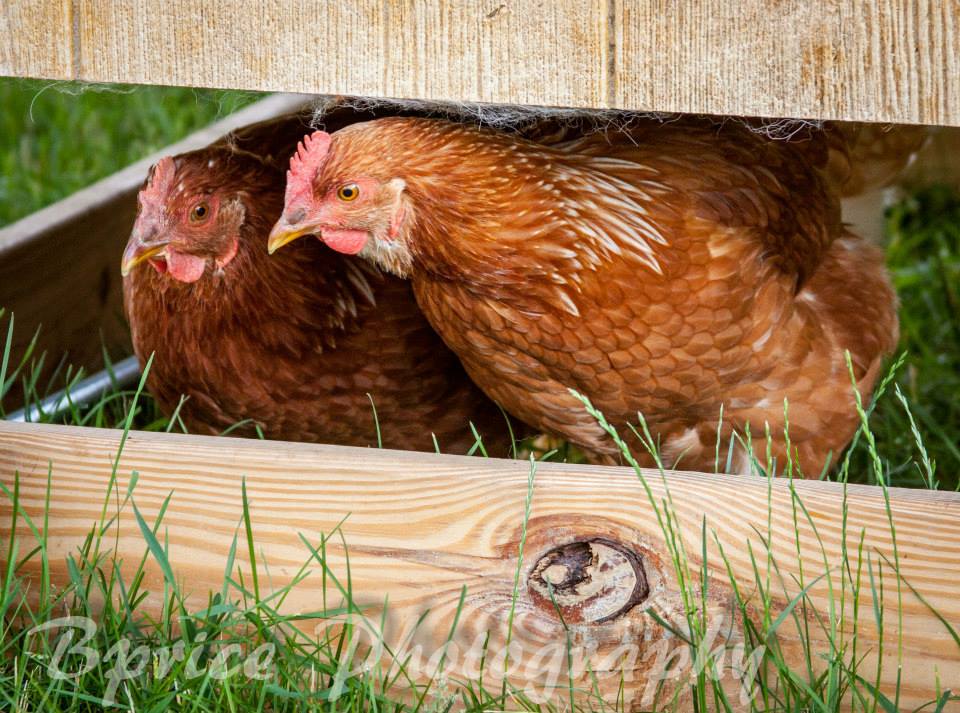 *
My mom's ISA BrownsI beleive this is Rose and Blanche