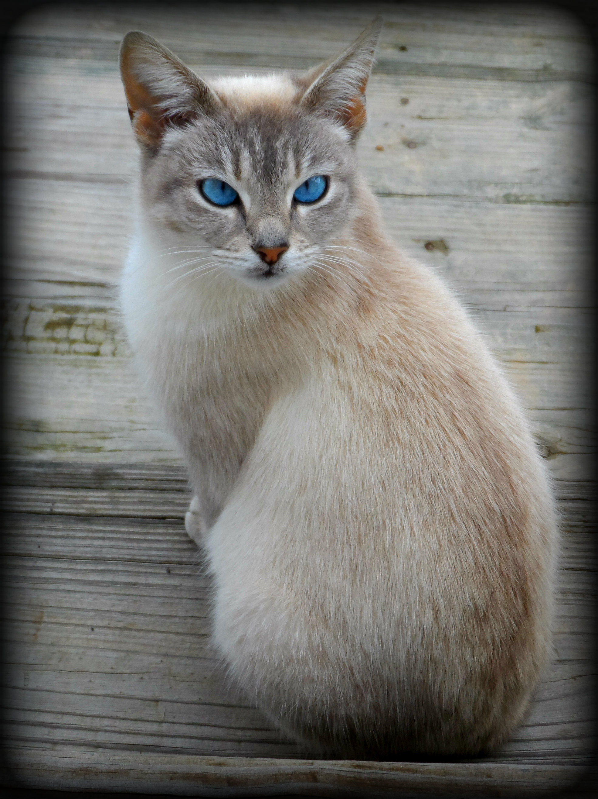 My Mouser, Jazmon