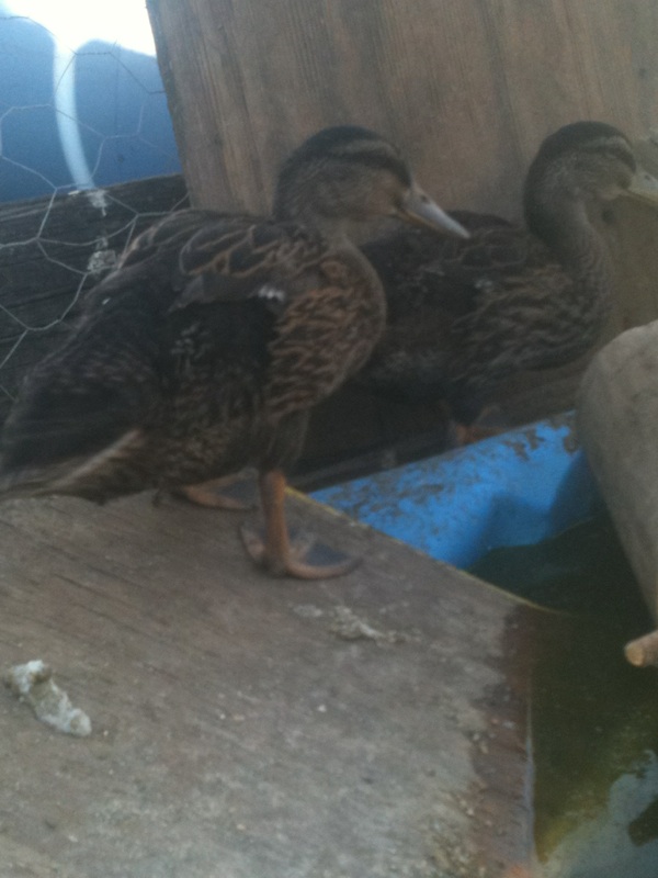 my mud puppies getting bigger