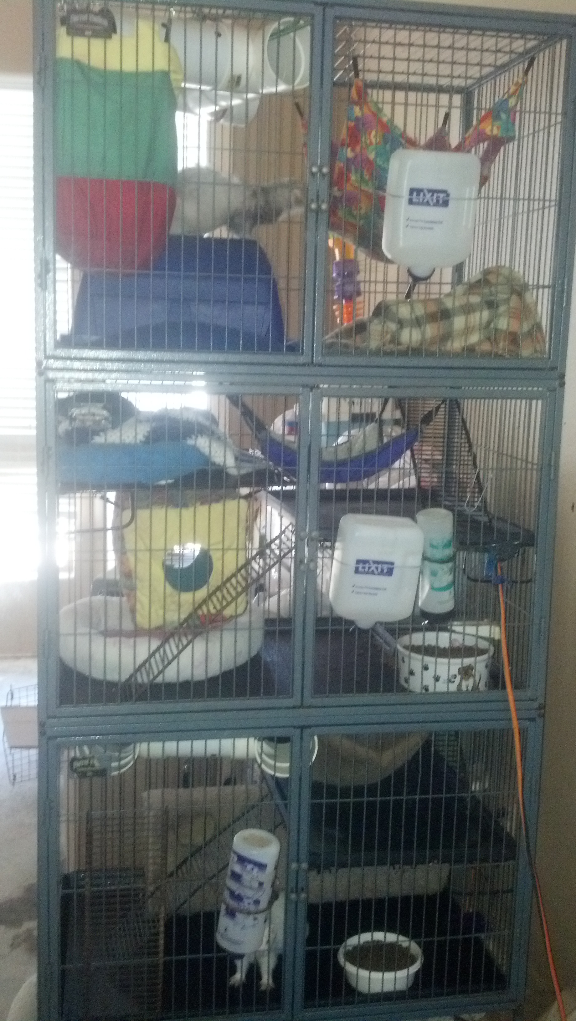 MY multi level ferret cage.