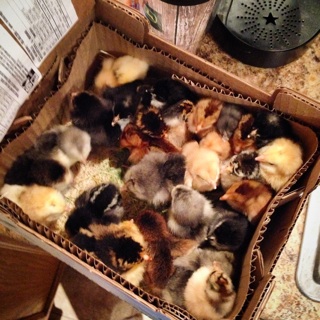 My Murray McMurray chick shipment