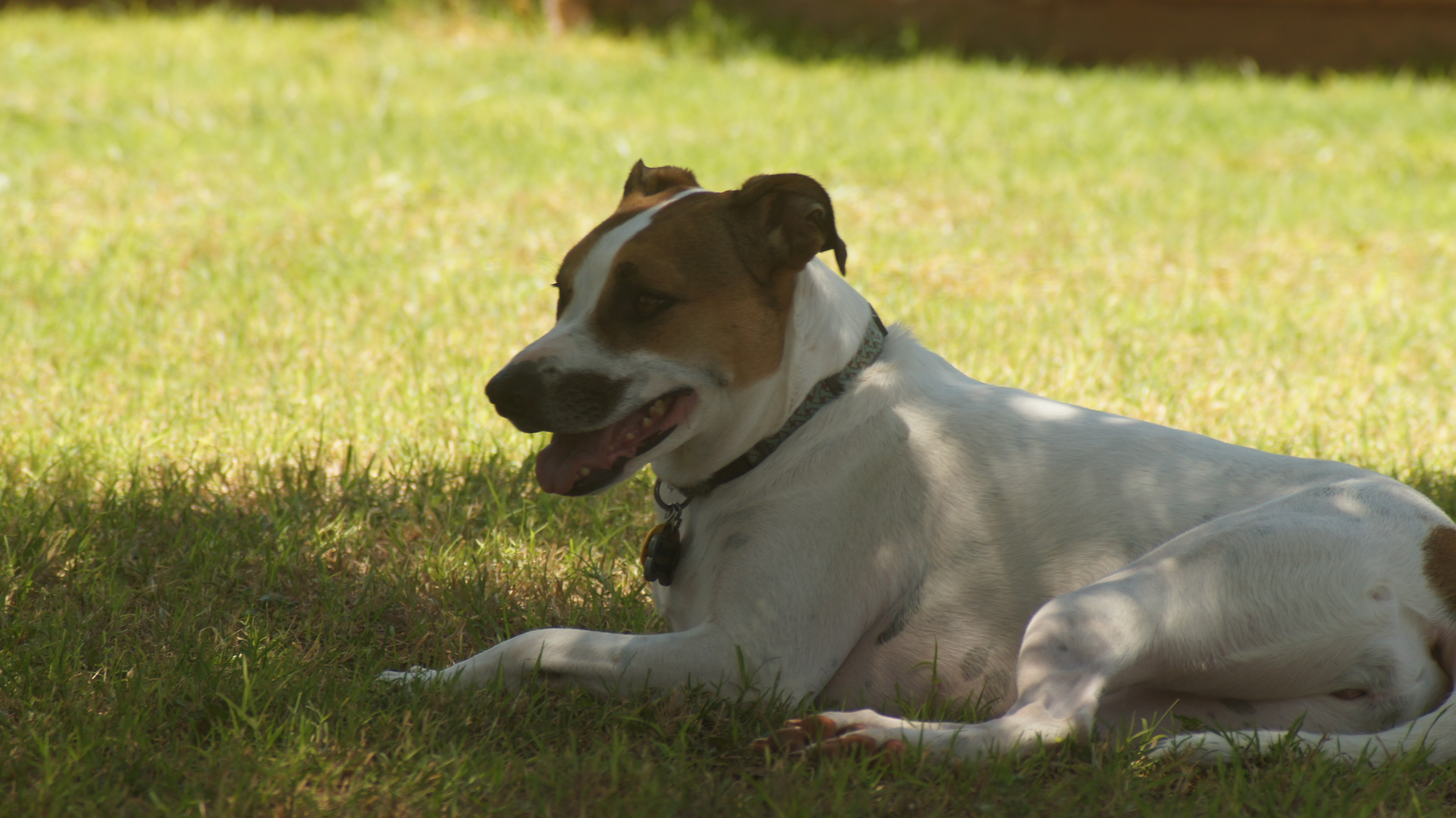 My mutt watching the chickens roam about