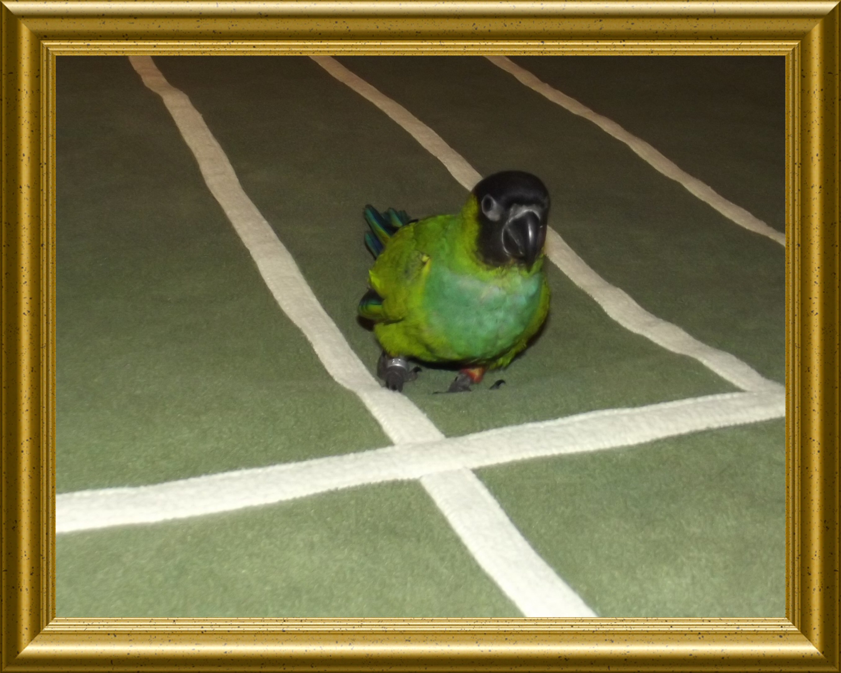 My Nanday Conure... Mickey... on my bed.