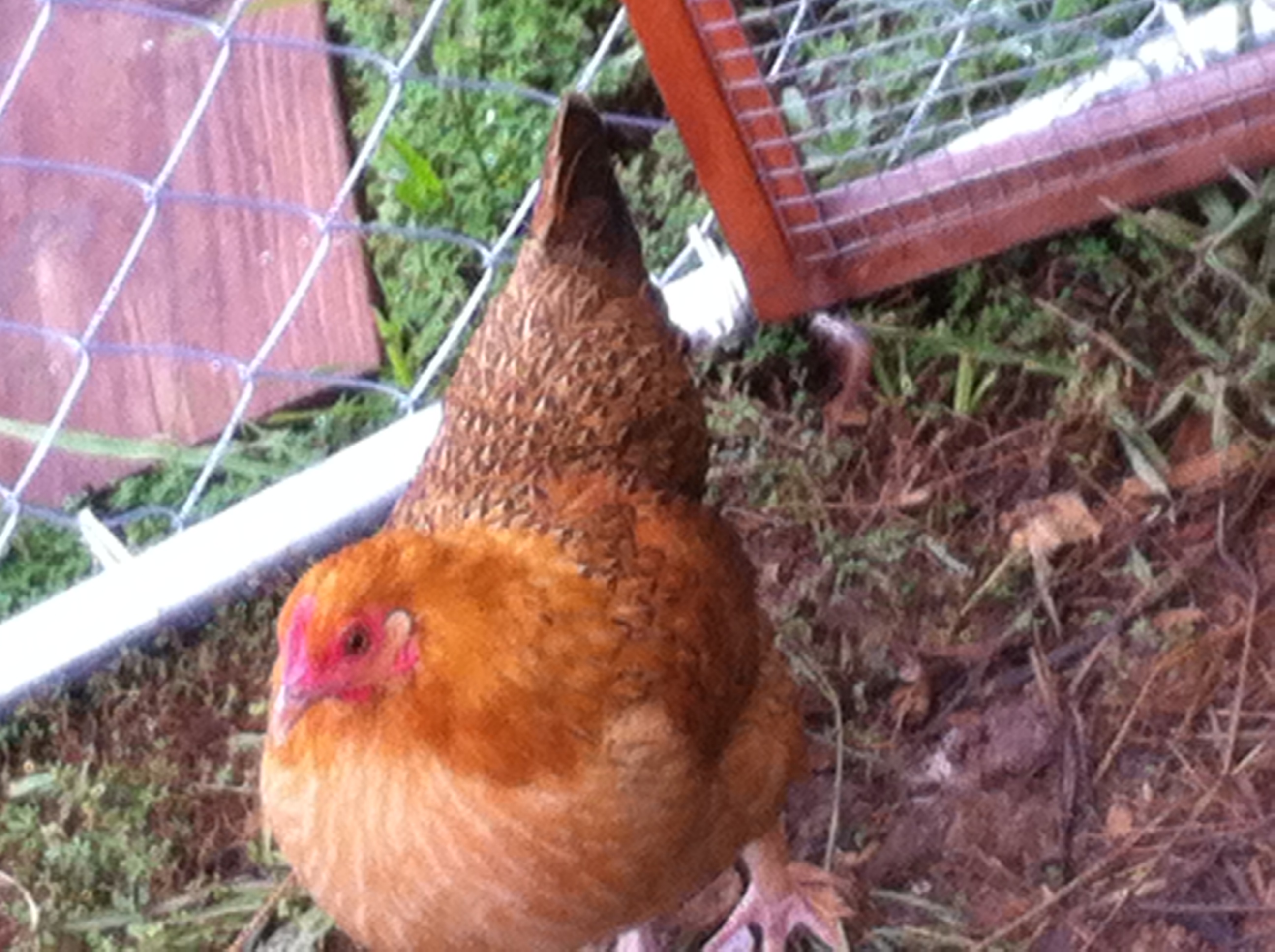 My neighbors pullet he got from me as a chick.