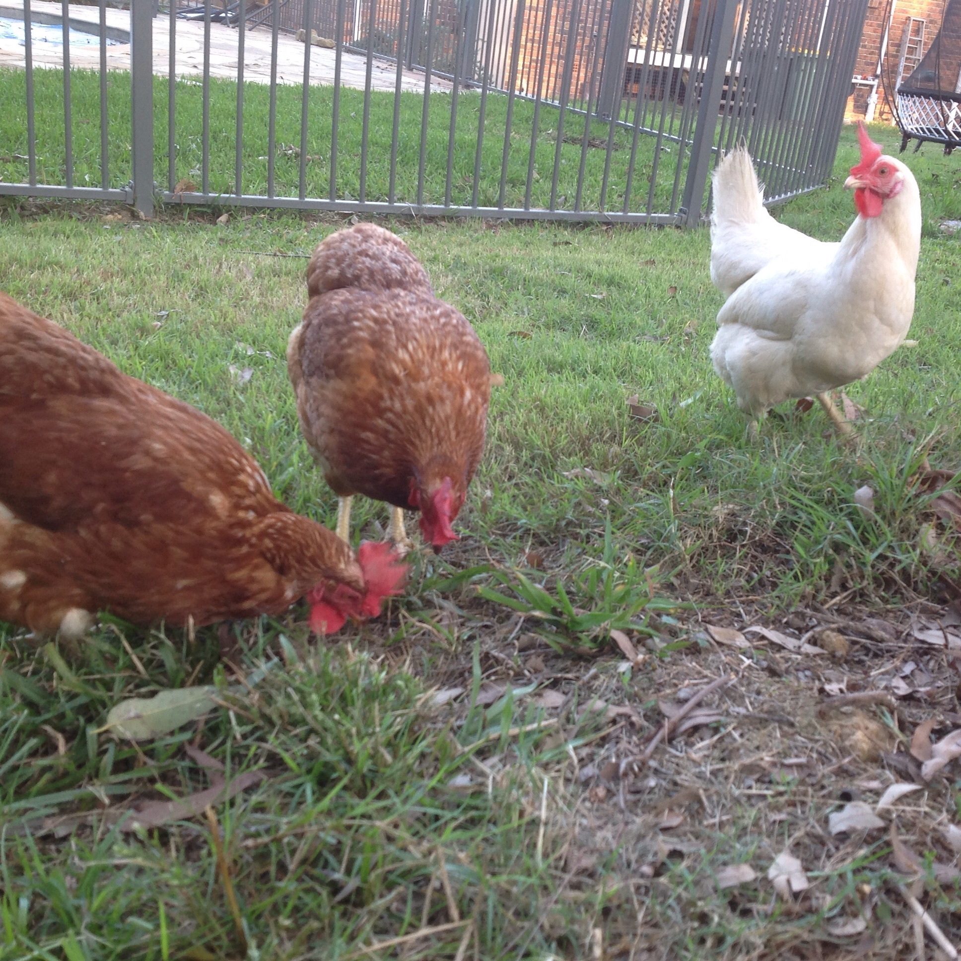 My neighbours chickens (White Leghorn and RIR — I don't own them unfortunately)
