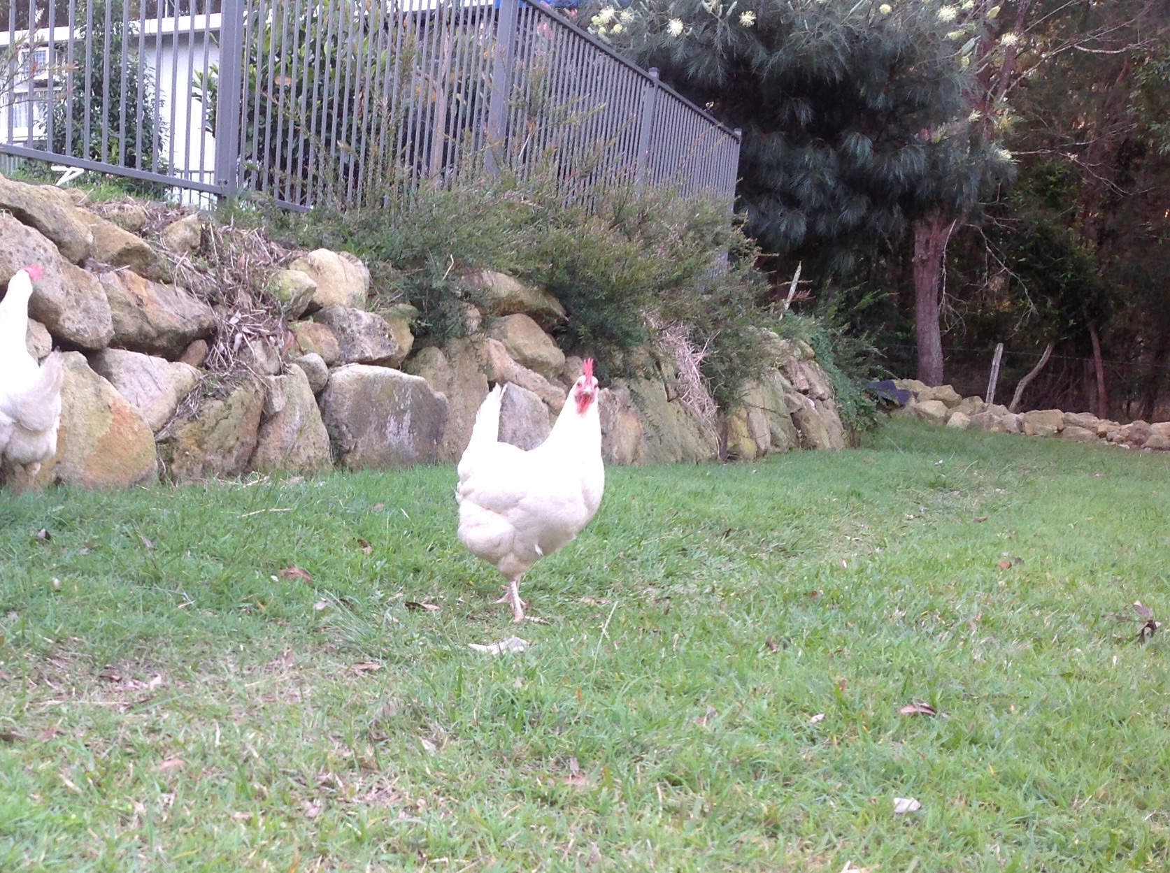 My neighbours White Leghorn