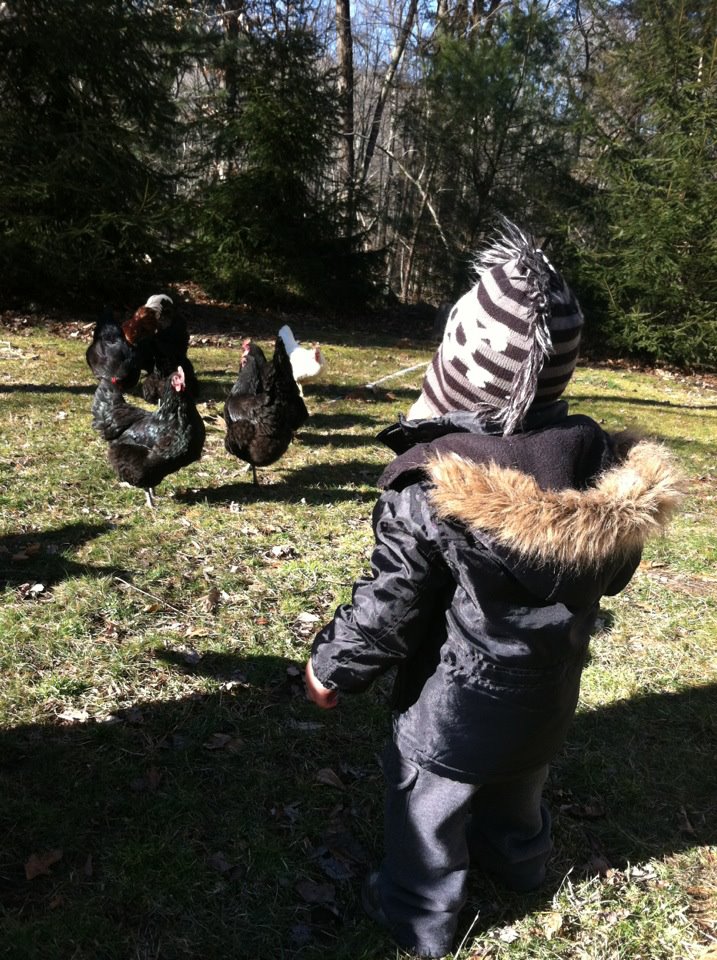 My nephew Bryce came over to play with the chickens and feed them some snacks!!