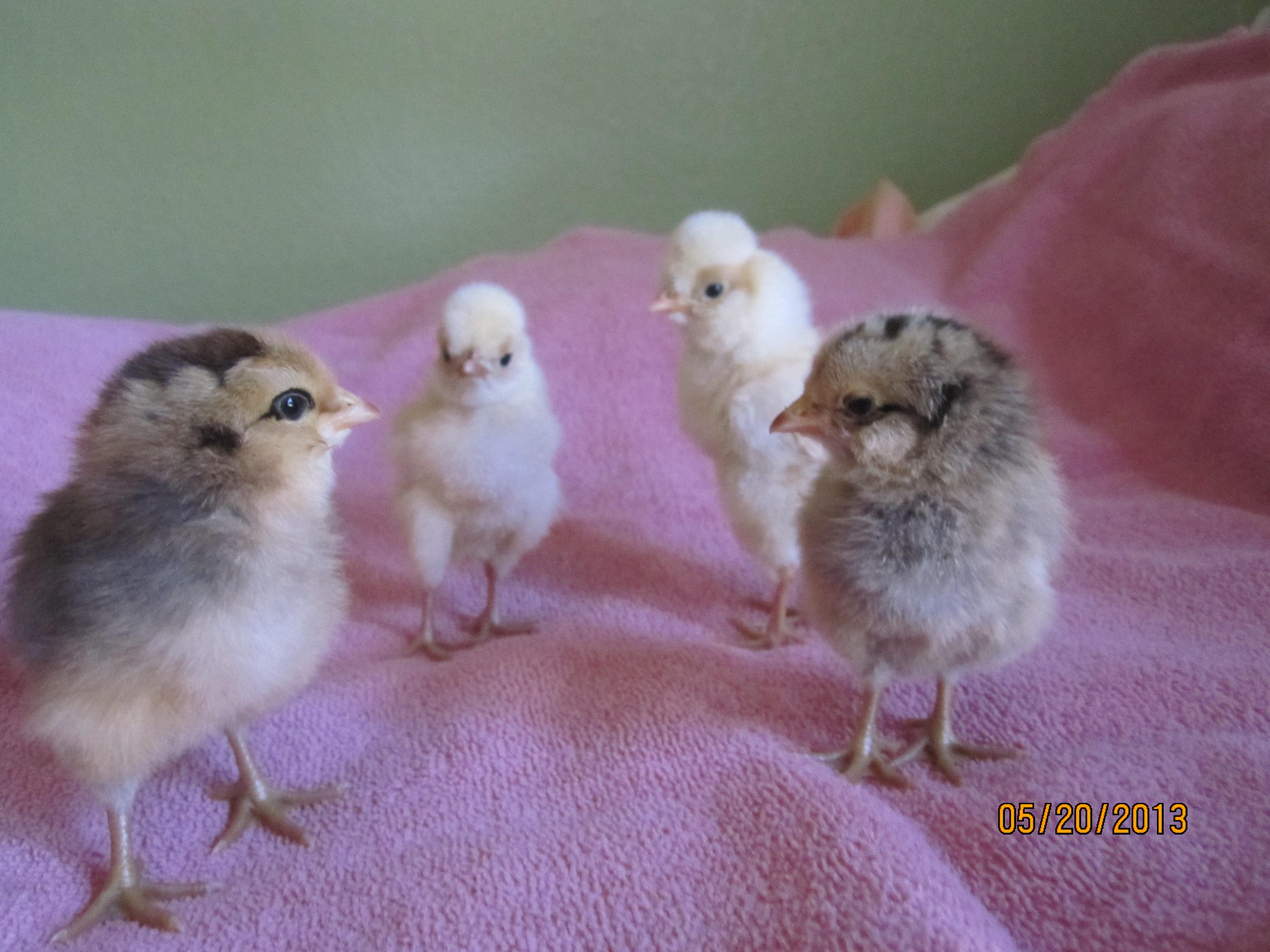 My new 4 little chicks!  2 Ameraucana and 2 Polish Buff Laced