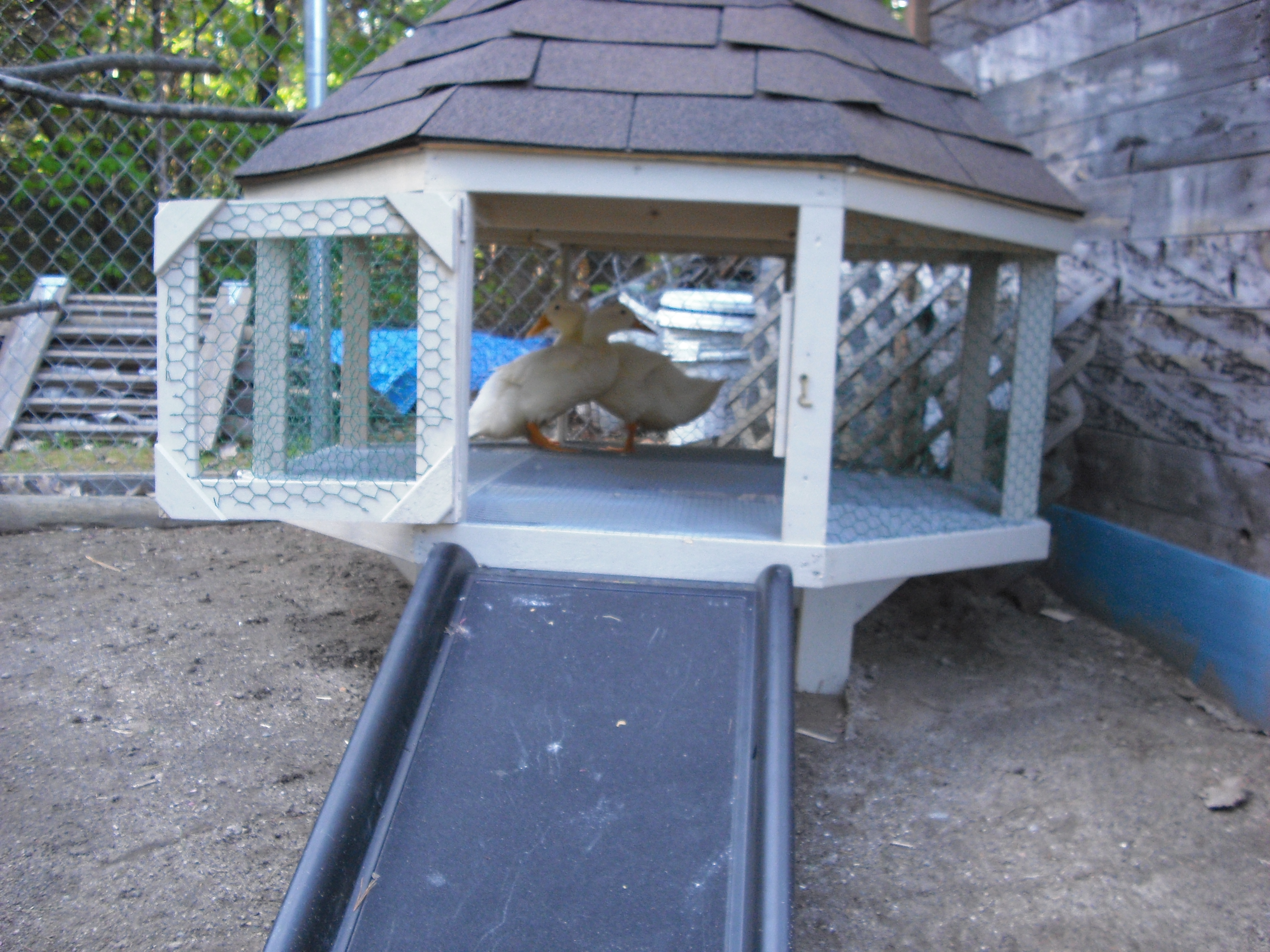 My new and totally awesome Mothers Day present from my son Jamison, who made it for me!  It's octagon with plastic coated chicken wire all around. Standing on 4x4 pt blocks. What a gift for me and my (?) Pekin Ducks.  By quacking sound I think I sadly have boys.  Maybe next year!