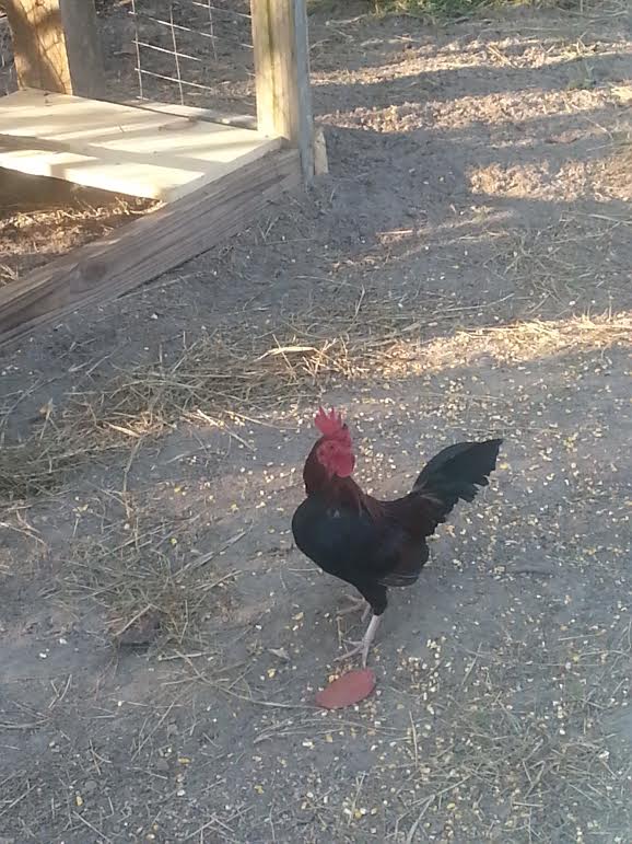 My New B B RED Bantam Rooster