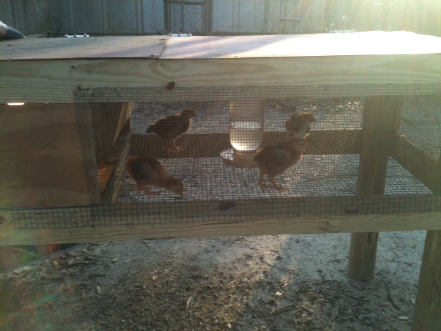 My new Babbies