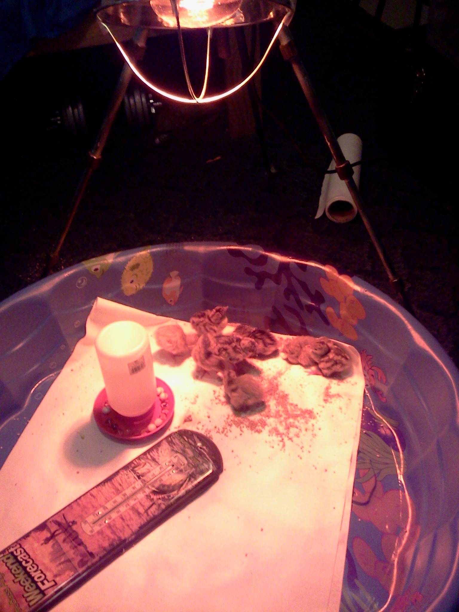 My new babies 1st day