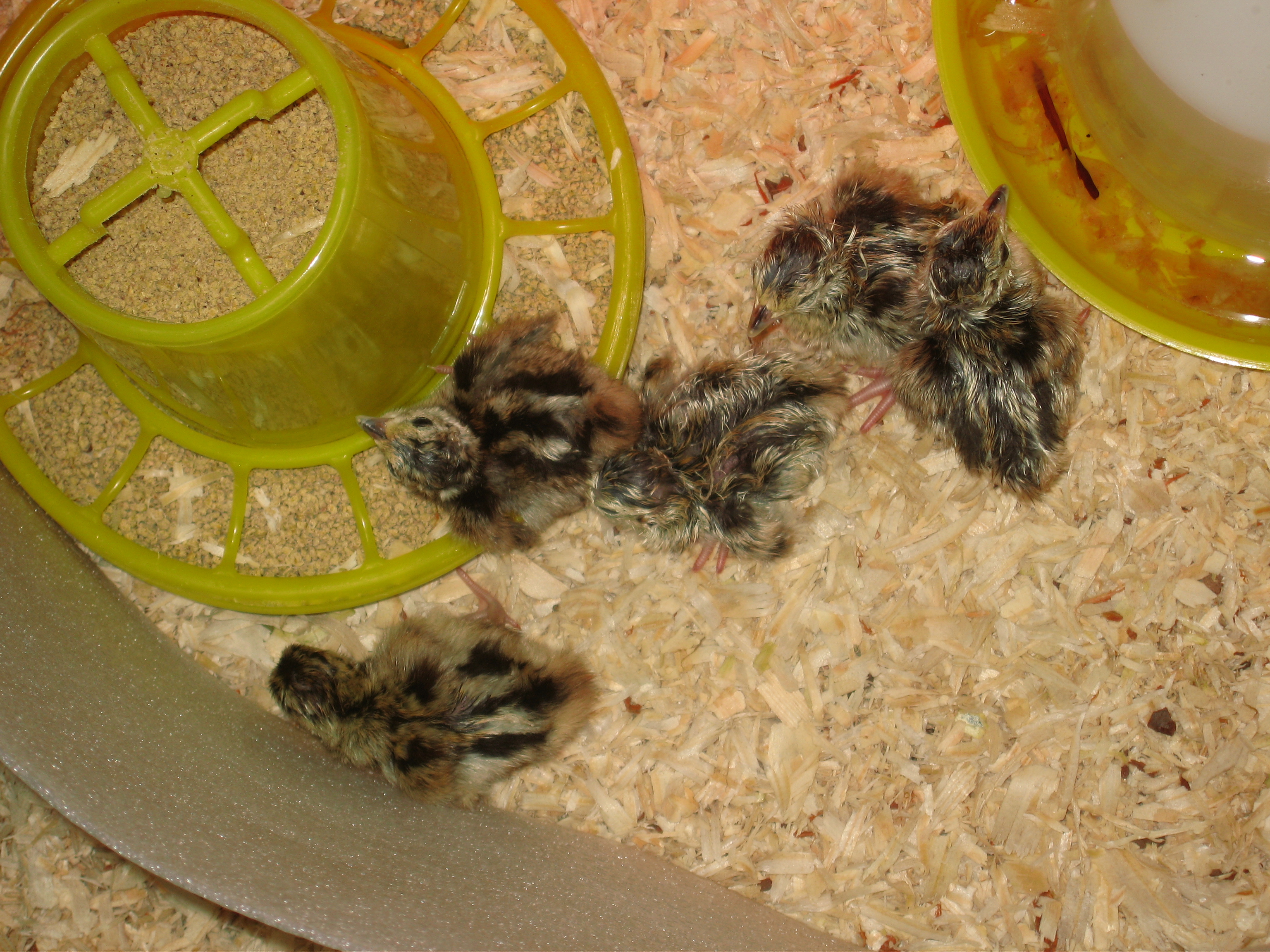 My new babies..... 4 Blueback and 1 Chinese Ringneck Pheasant chicks