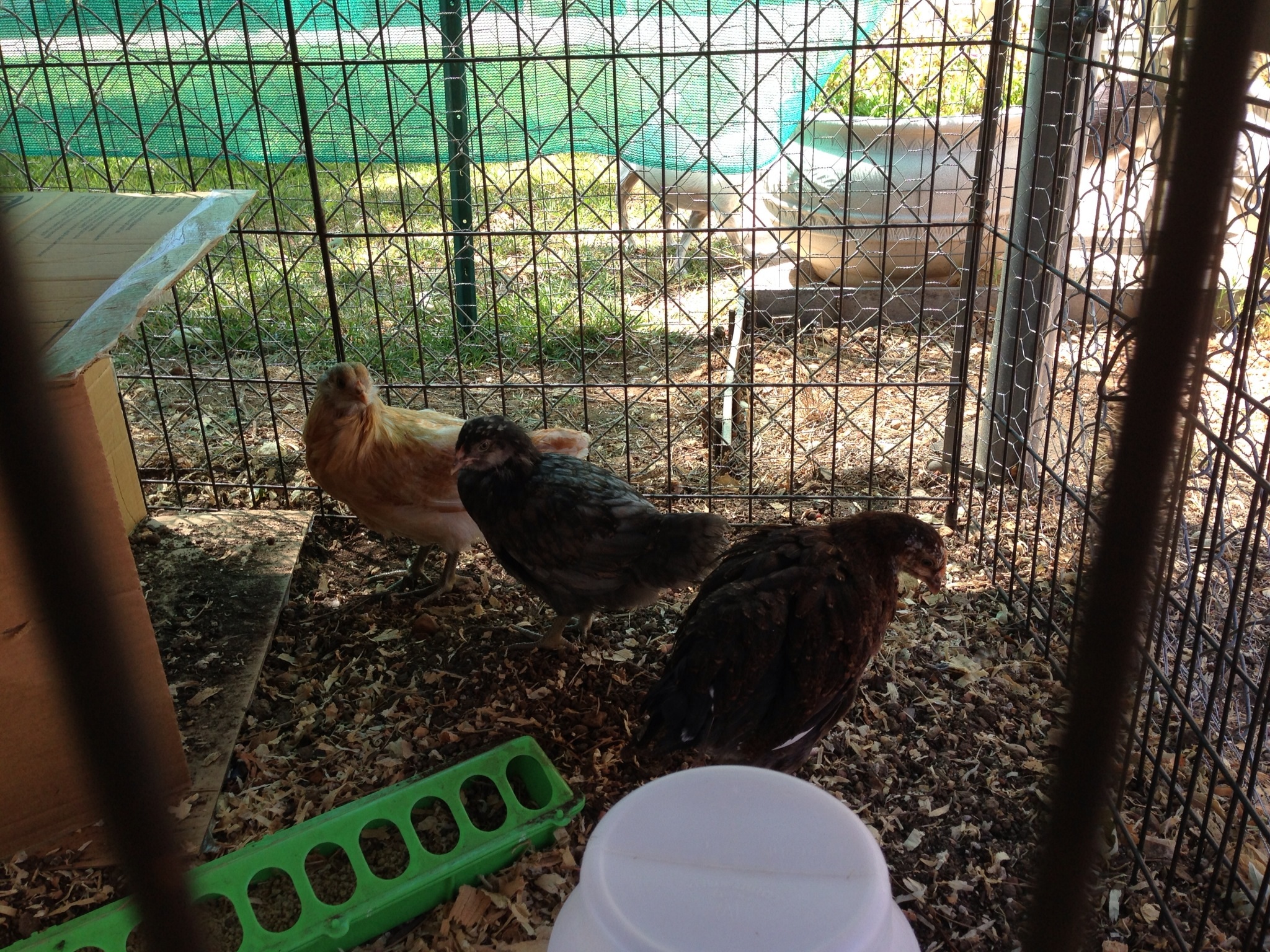 My new babies 8/8/13