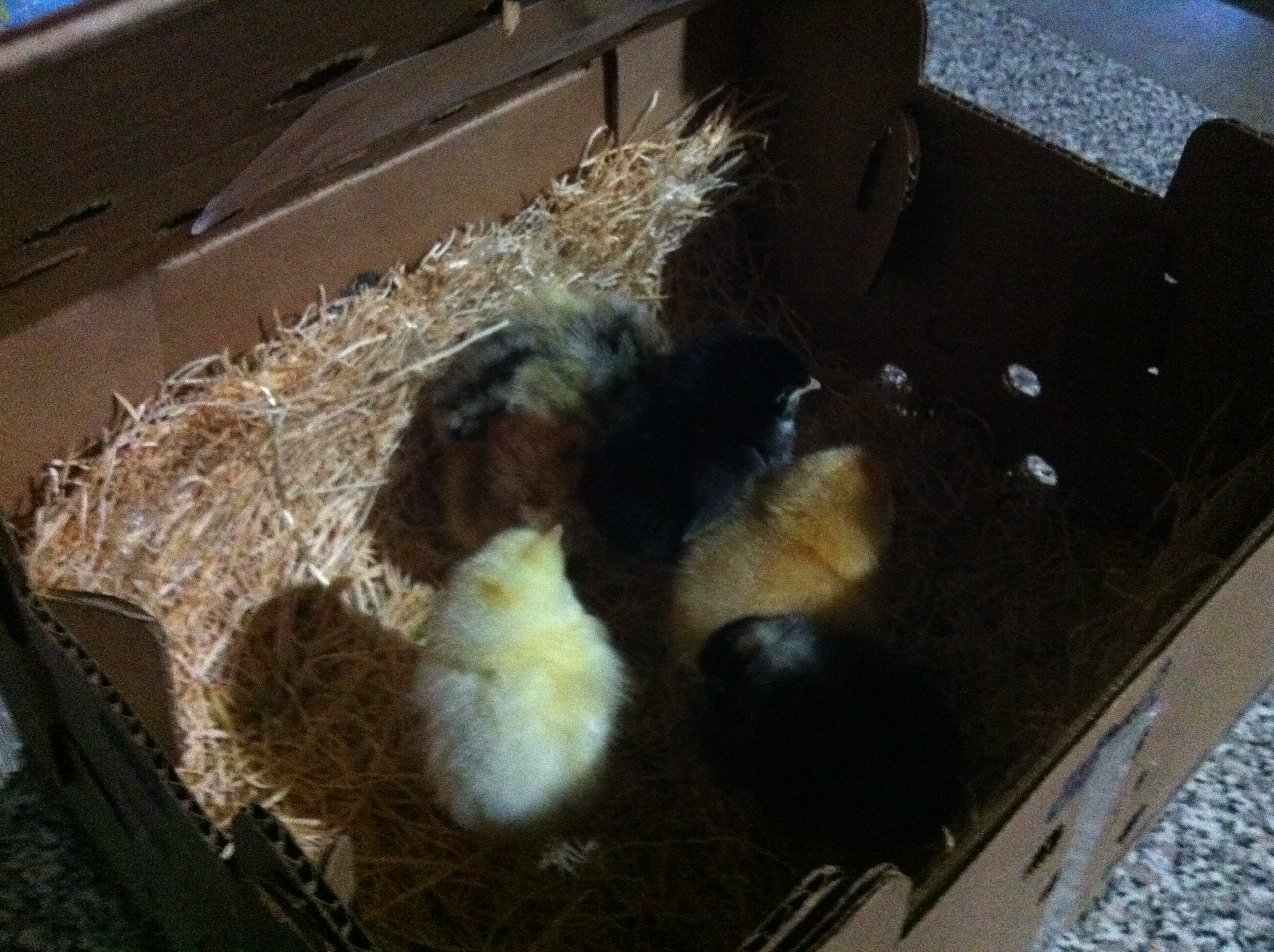 My new babies.  It took two days for them to get here from mypetchicken!
