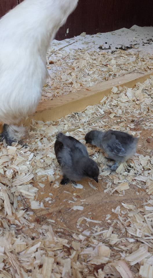 My new babies! Trouble and peanut