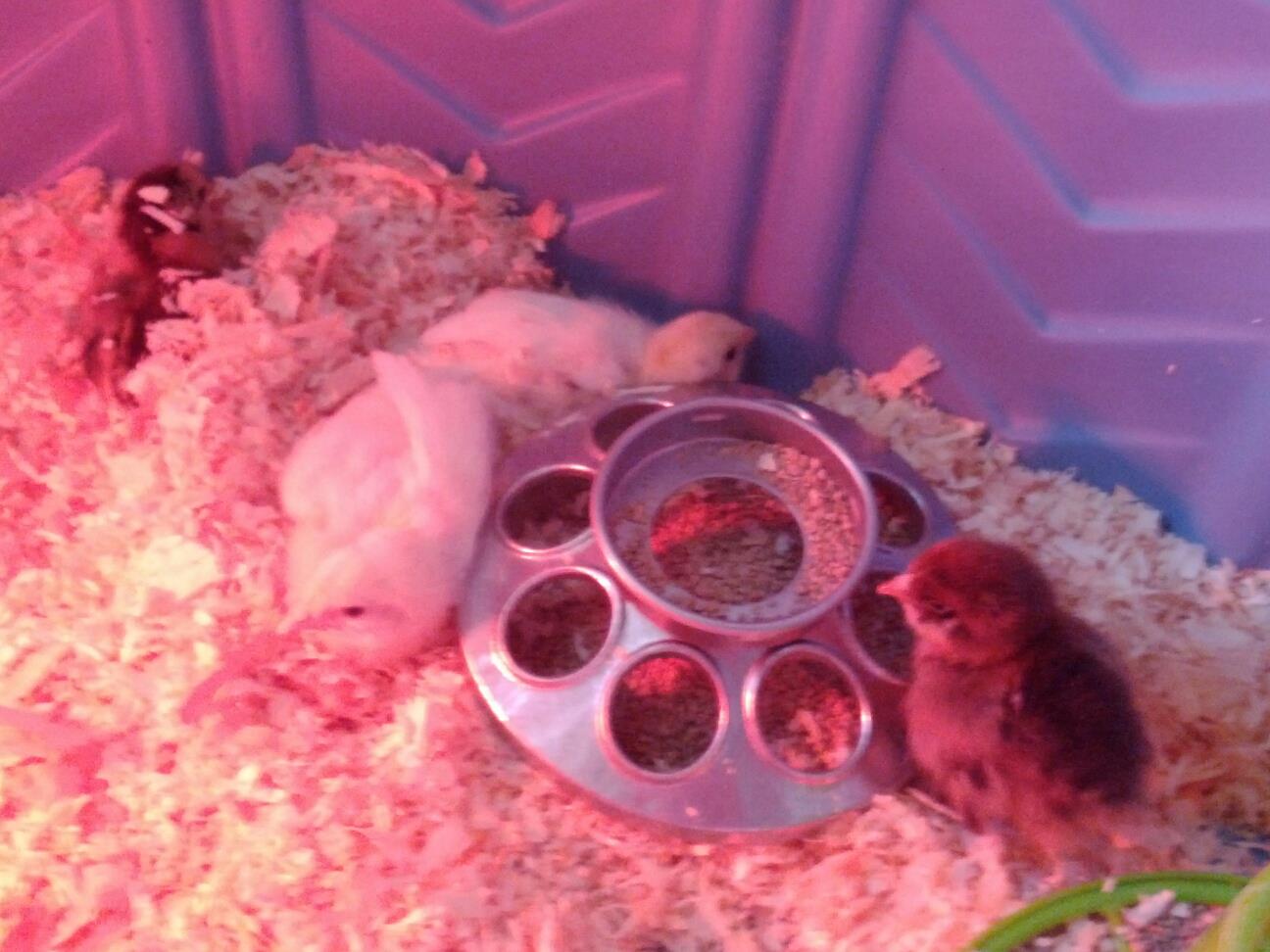 My new baby chicks 2 Leghorns @ 1 week old and 4 day old Ameraucanas