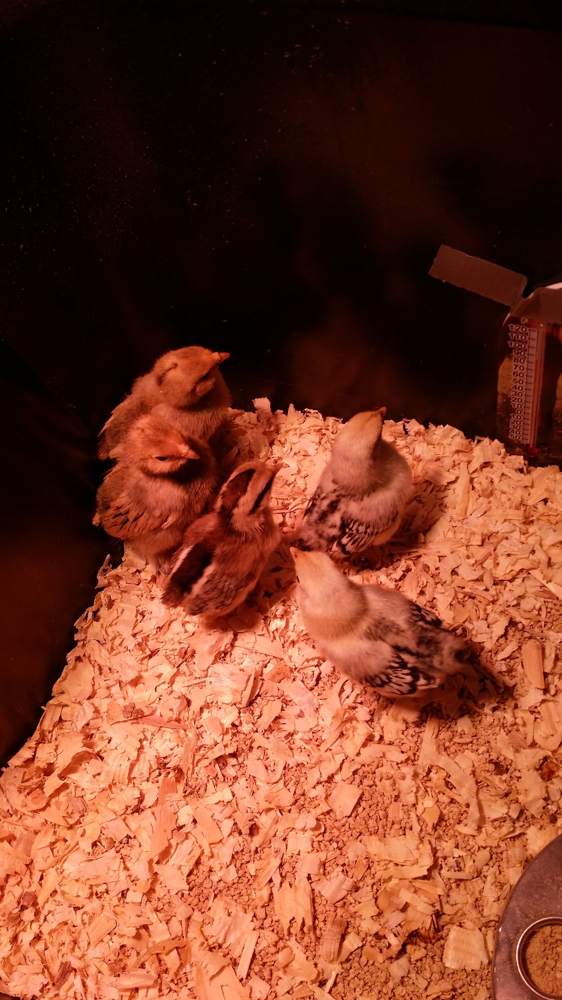 My new bantams...and they are ? I have no idea but love surprises !