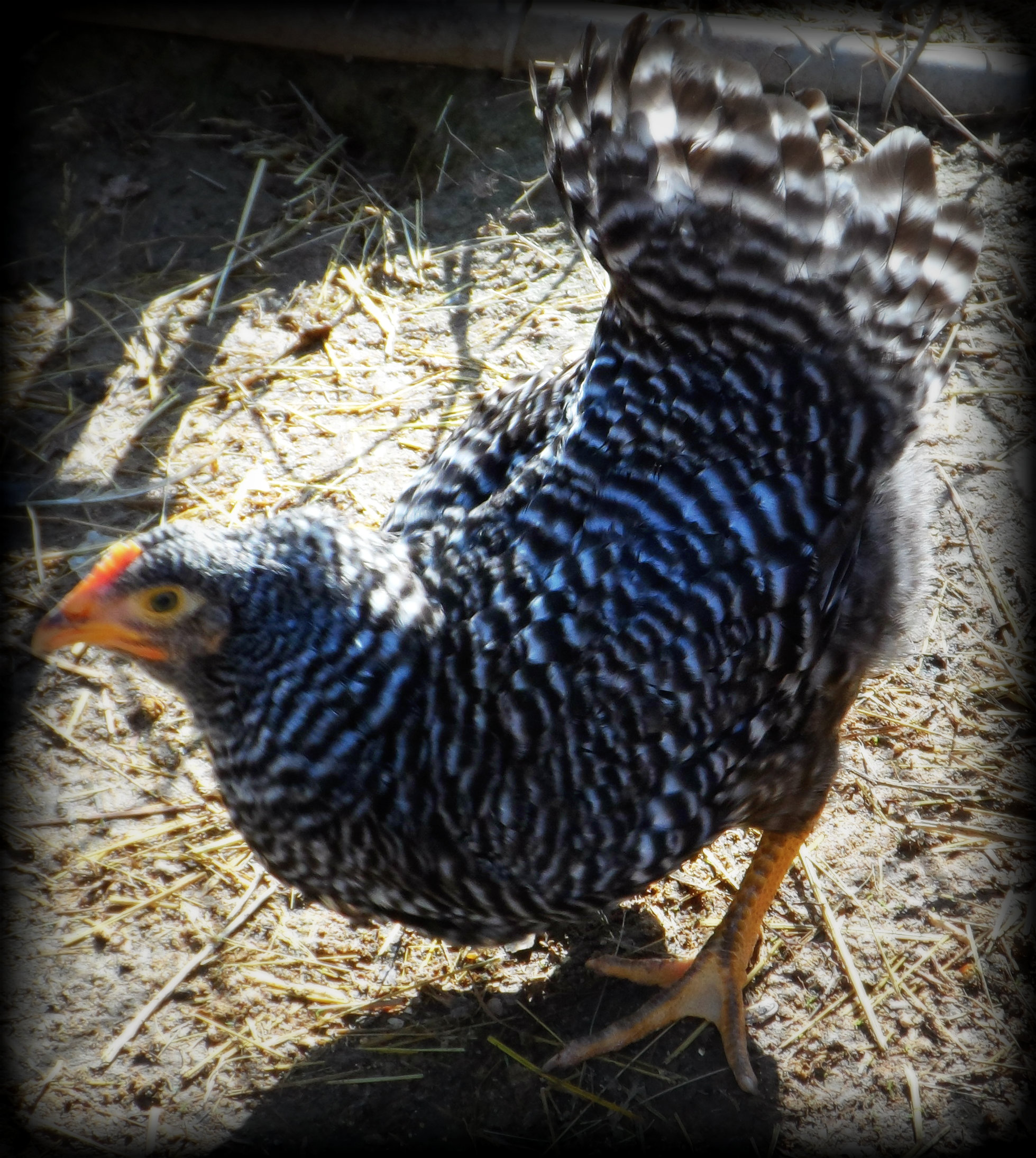 My new Barred Rock Pullet! Can't wait to get them w/ the rest of my flock!