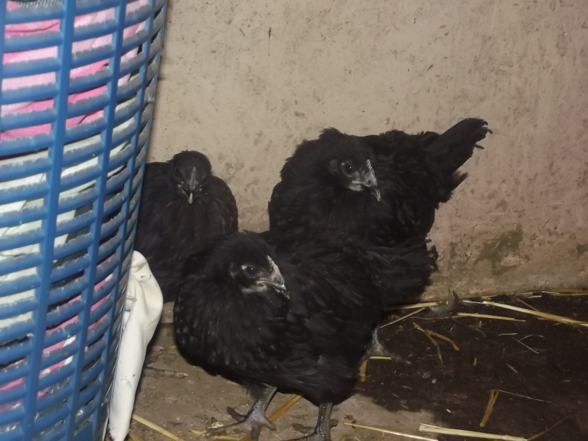 My new beauties! Hello girls! Just got from the markets as 8 week olds. They claim they are partbreds BUT, may I direct your attention to Shiela, who was also purchased from the markets, and looks all Australorp to me....