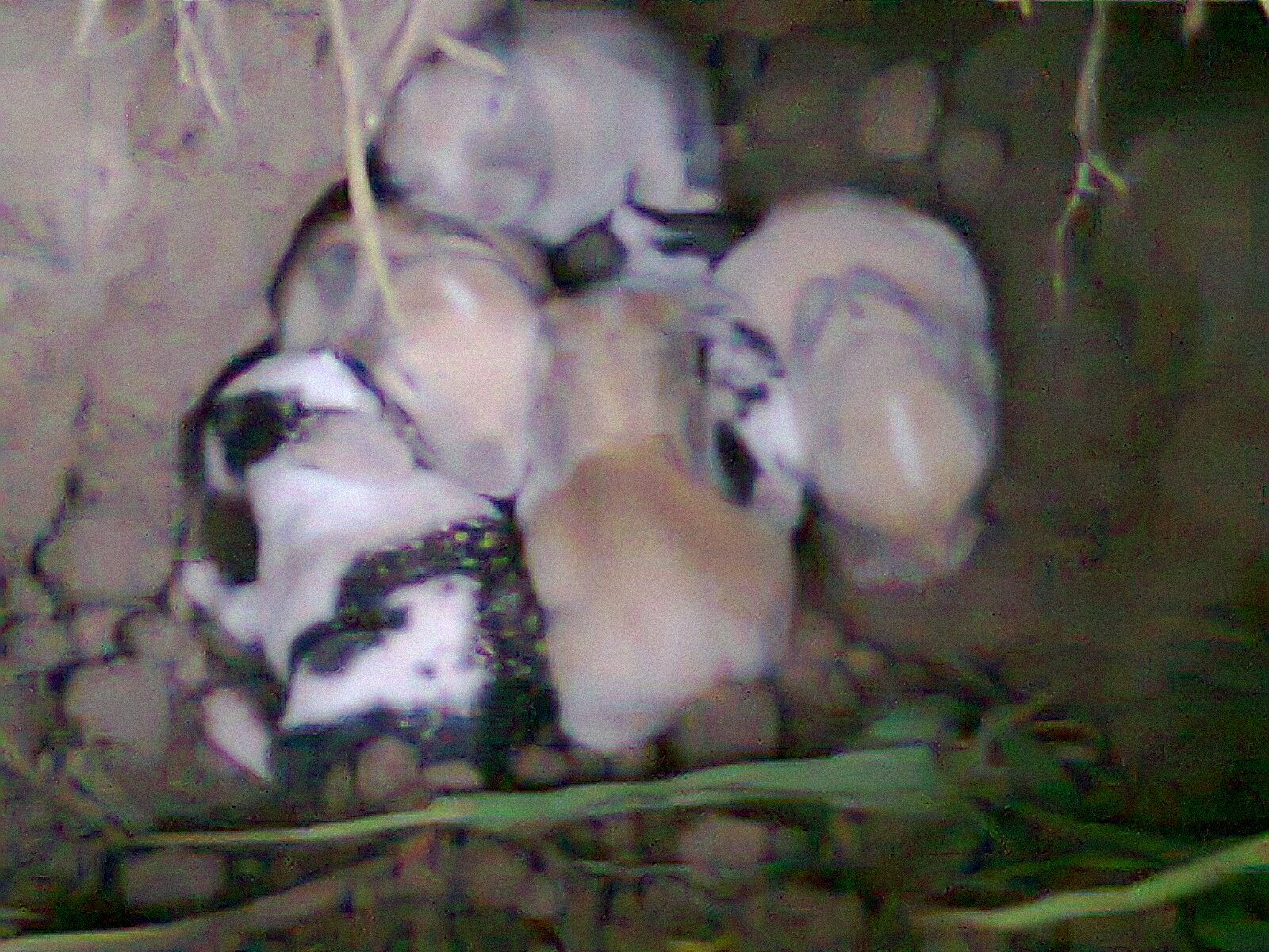 My New Born Rabbit Kits