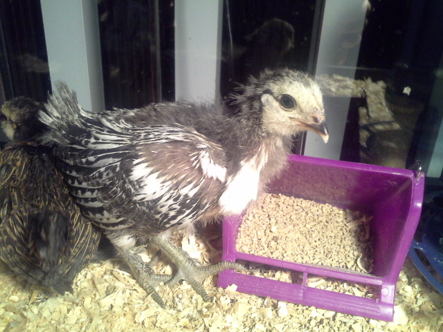 My new breed mille fleur mixed with AMericana