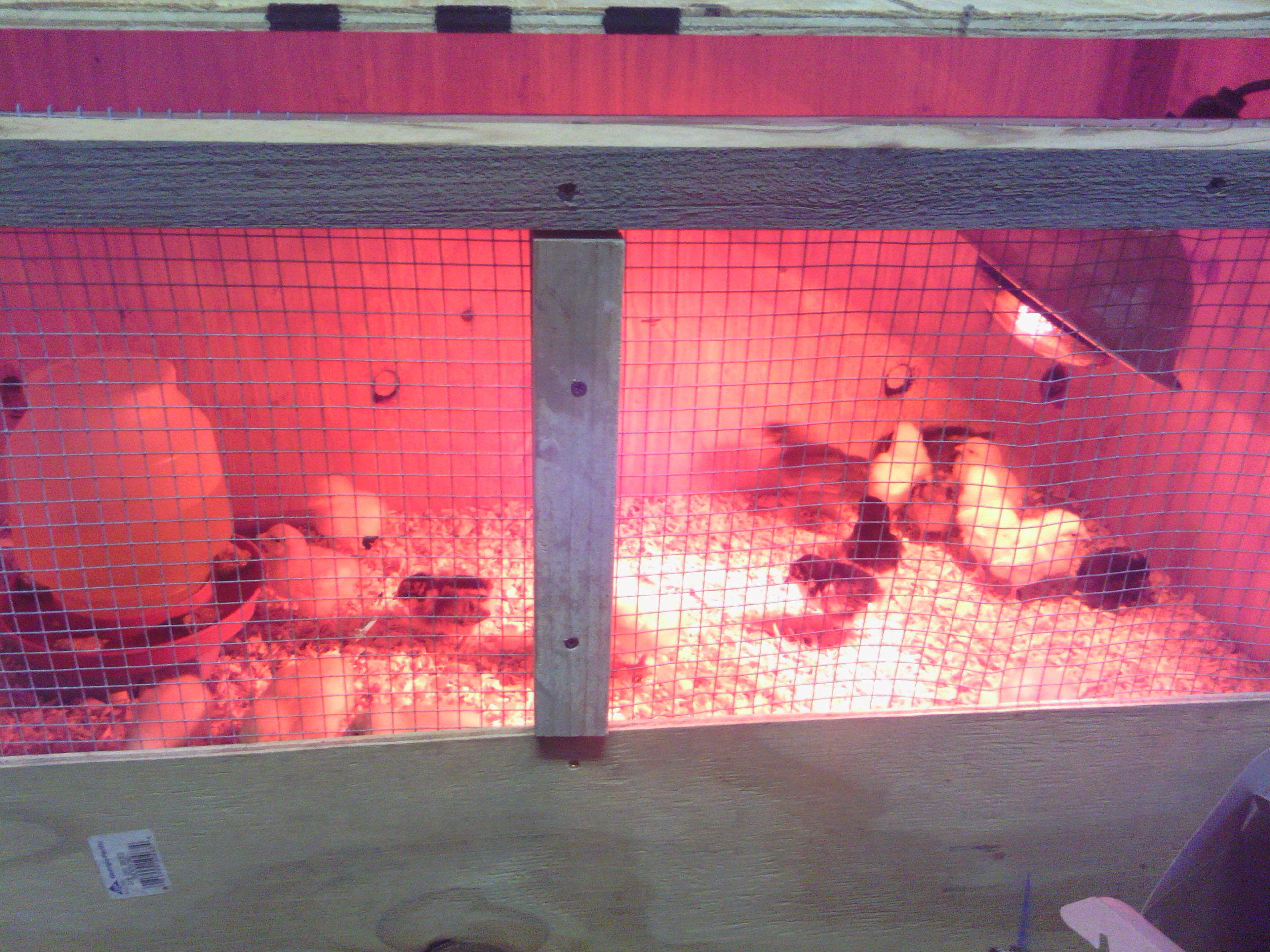 my new brooder and chicks