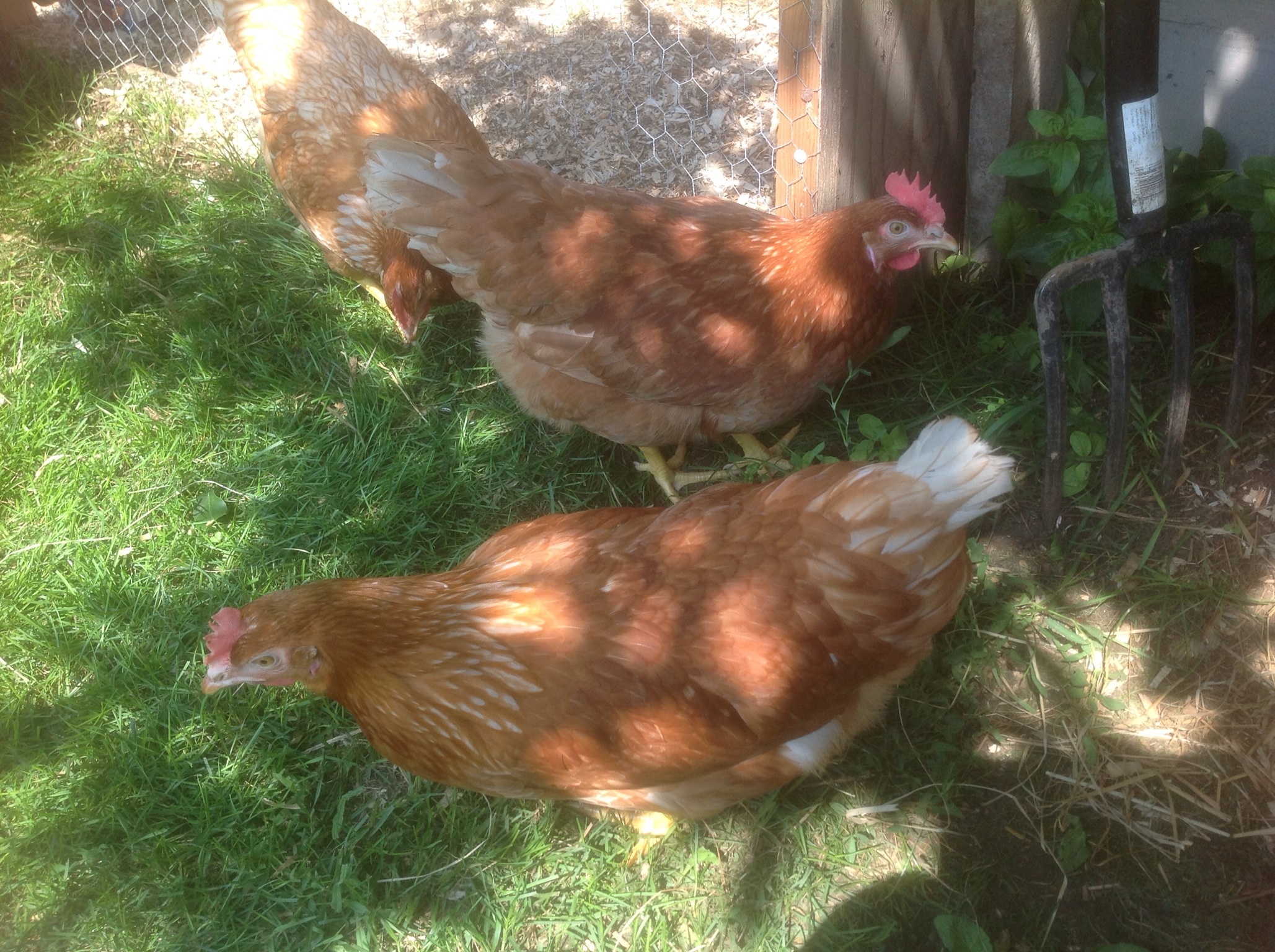 My new Brown hens...