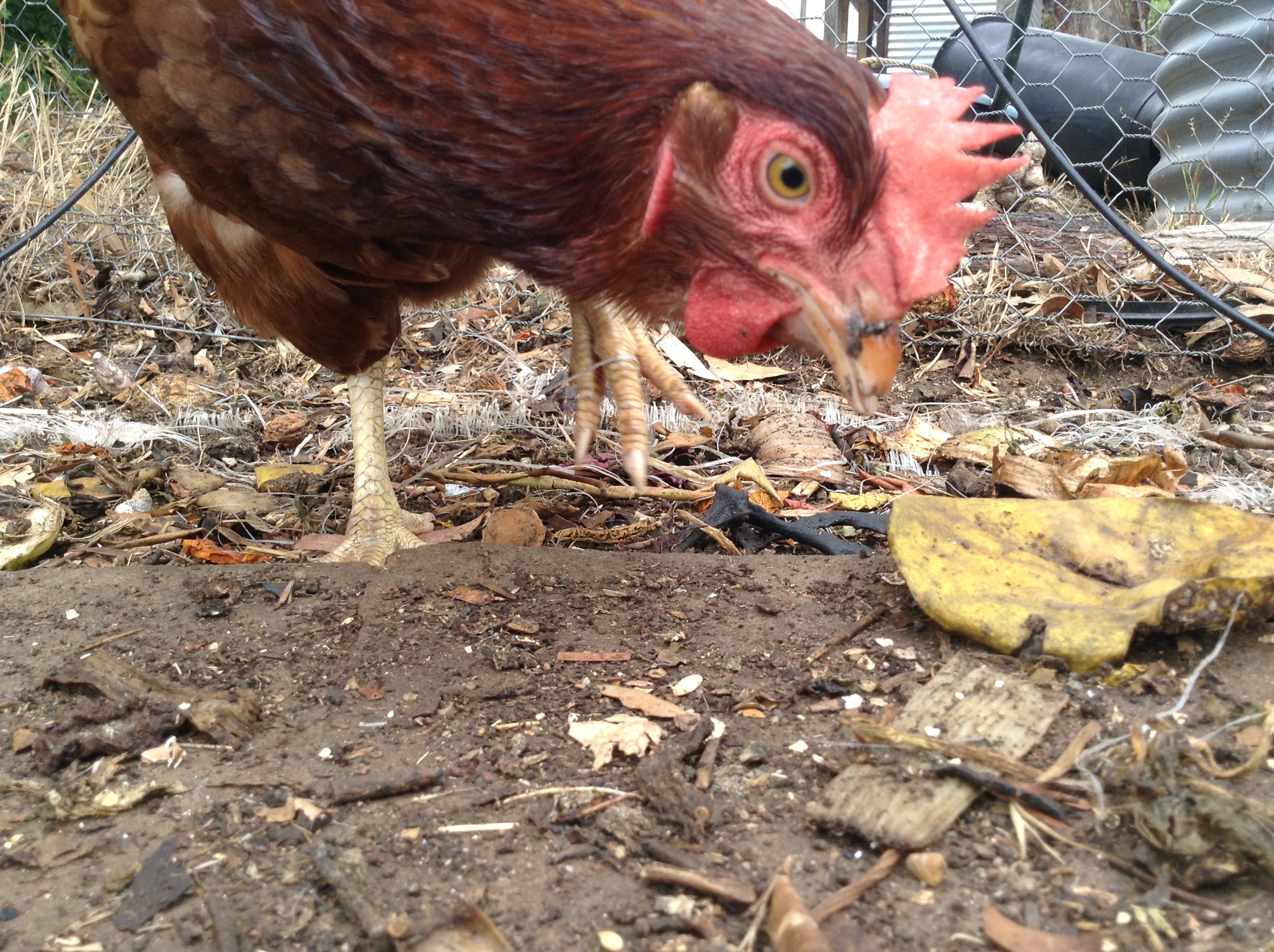 My new chicken!
