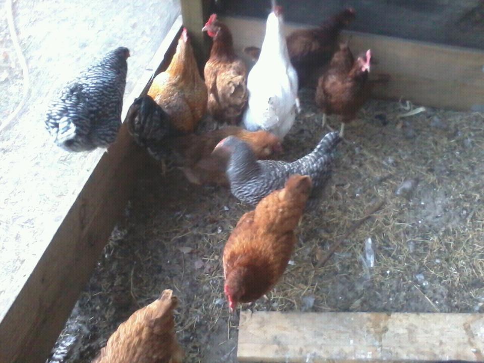 my new chickens