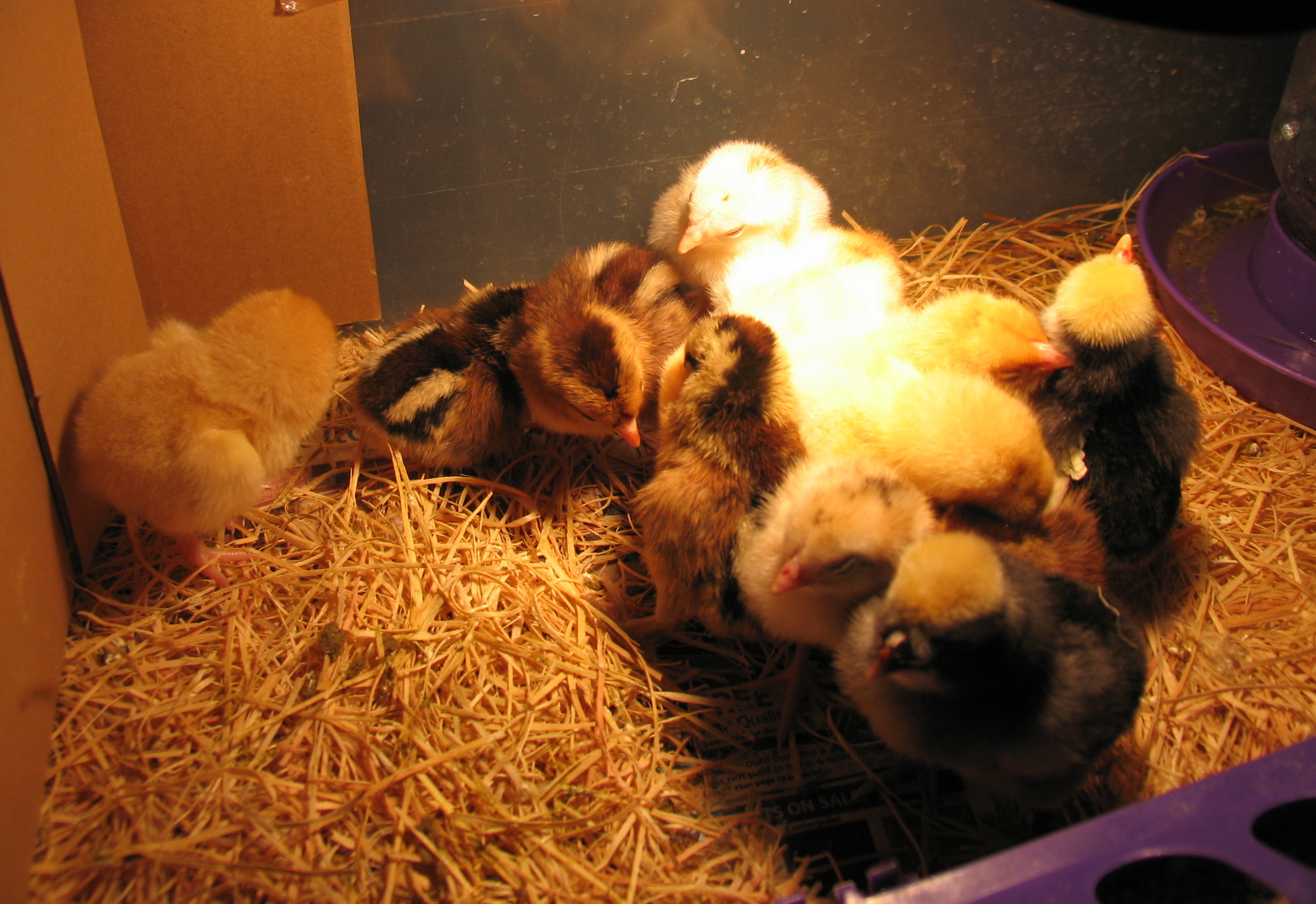 My new chicks. 2012