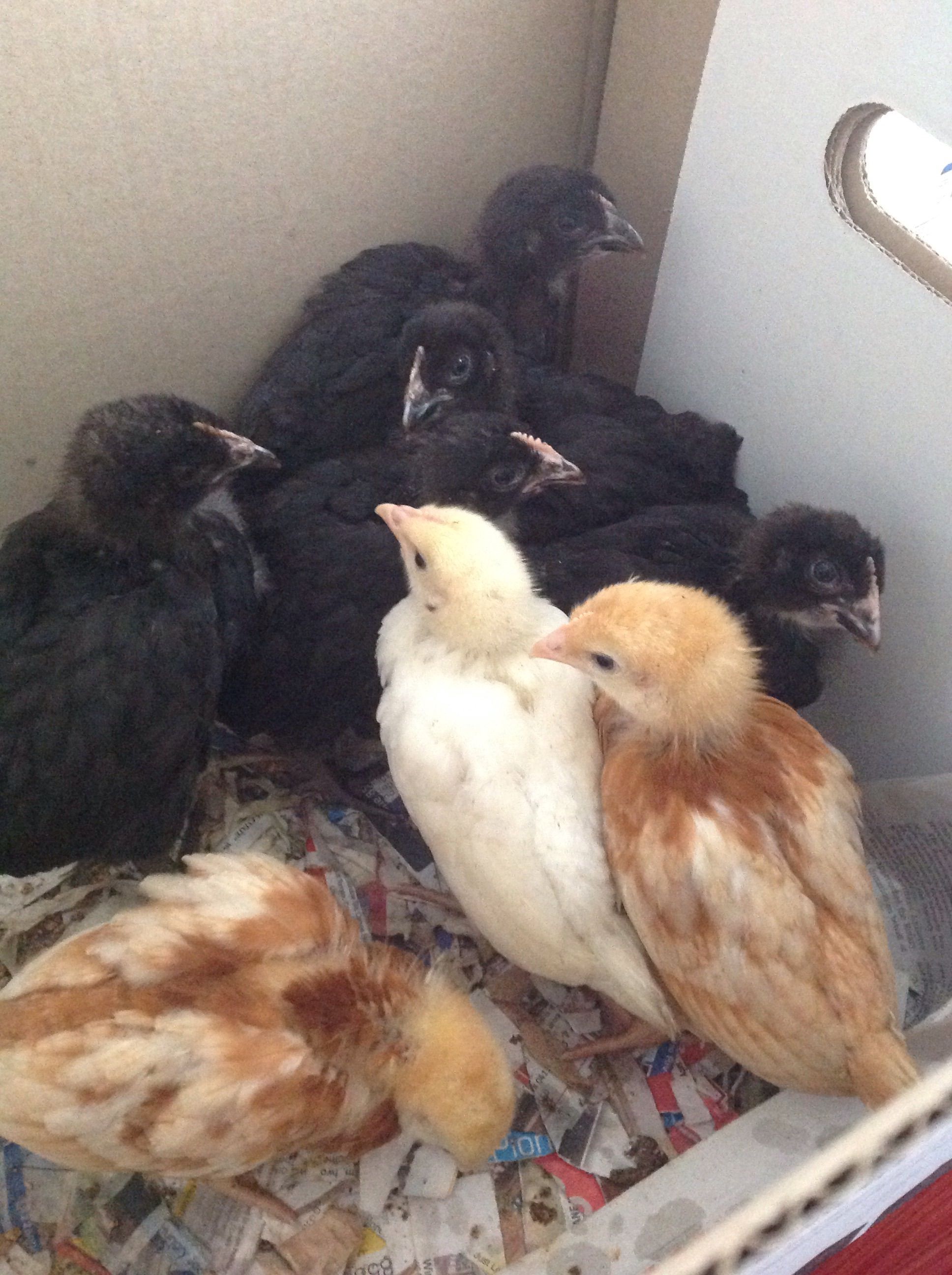 My new chicks, just bought from fodder