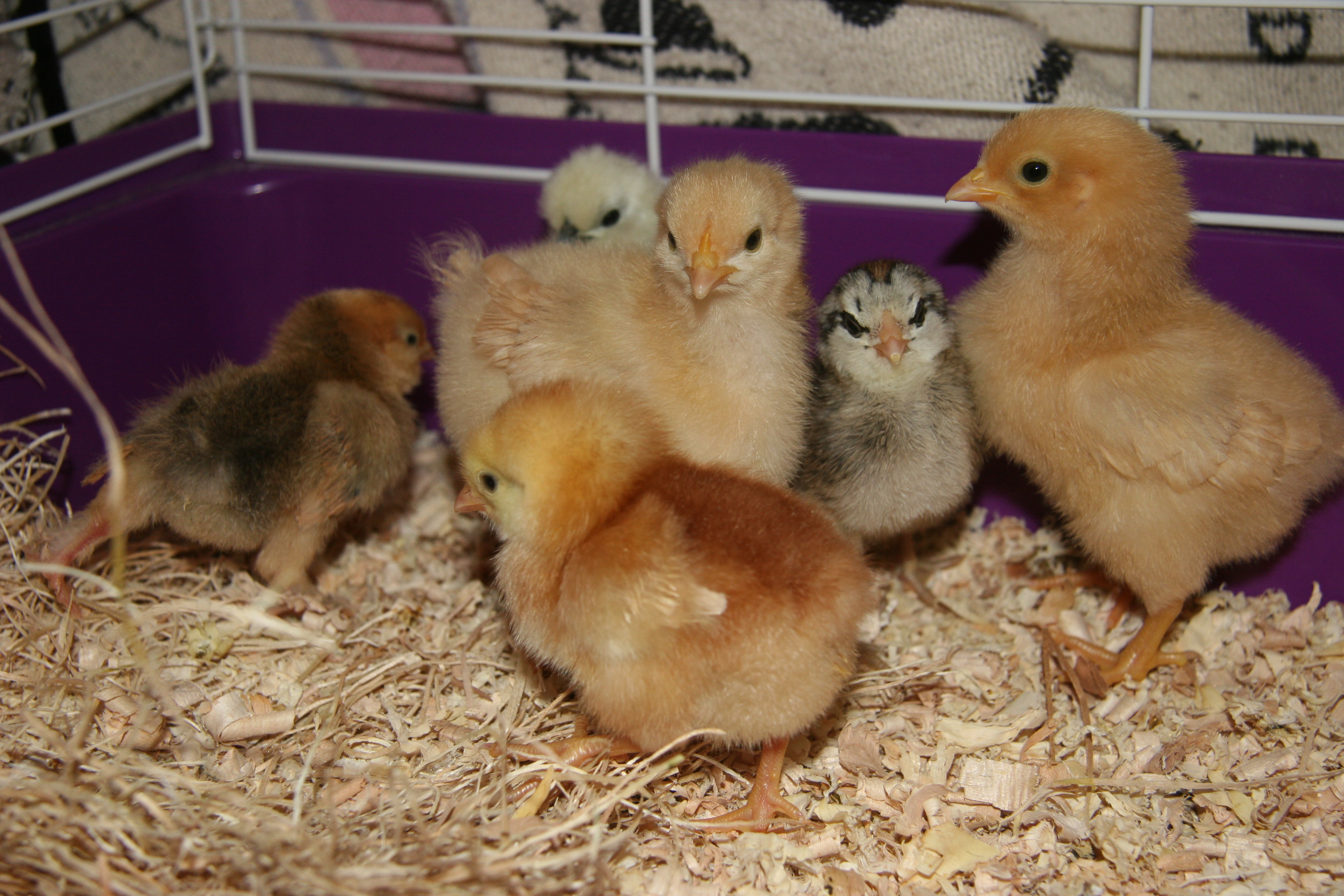 my new chicks