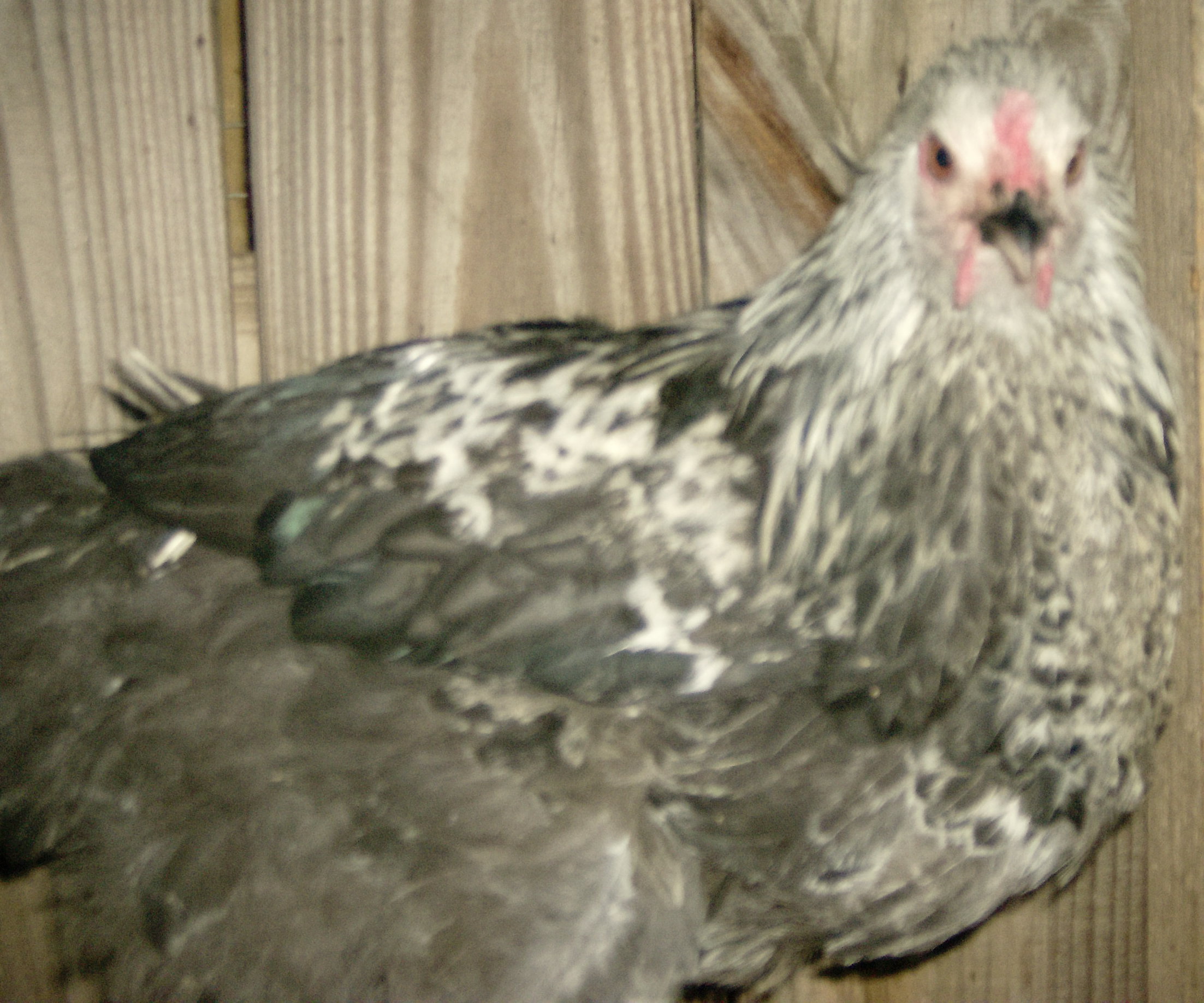 My new designer breed. We are calling them Centennials because of their eagle-like appearance
