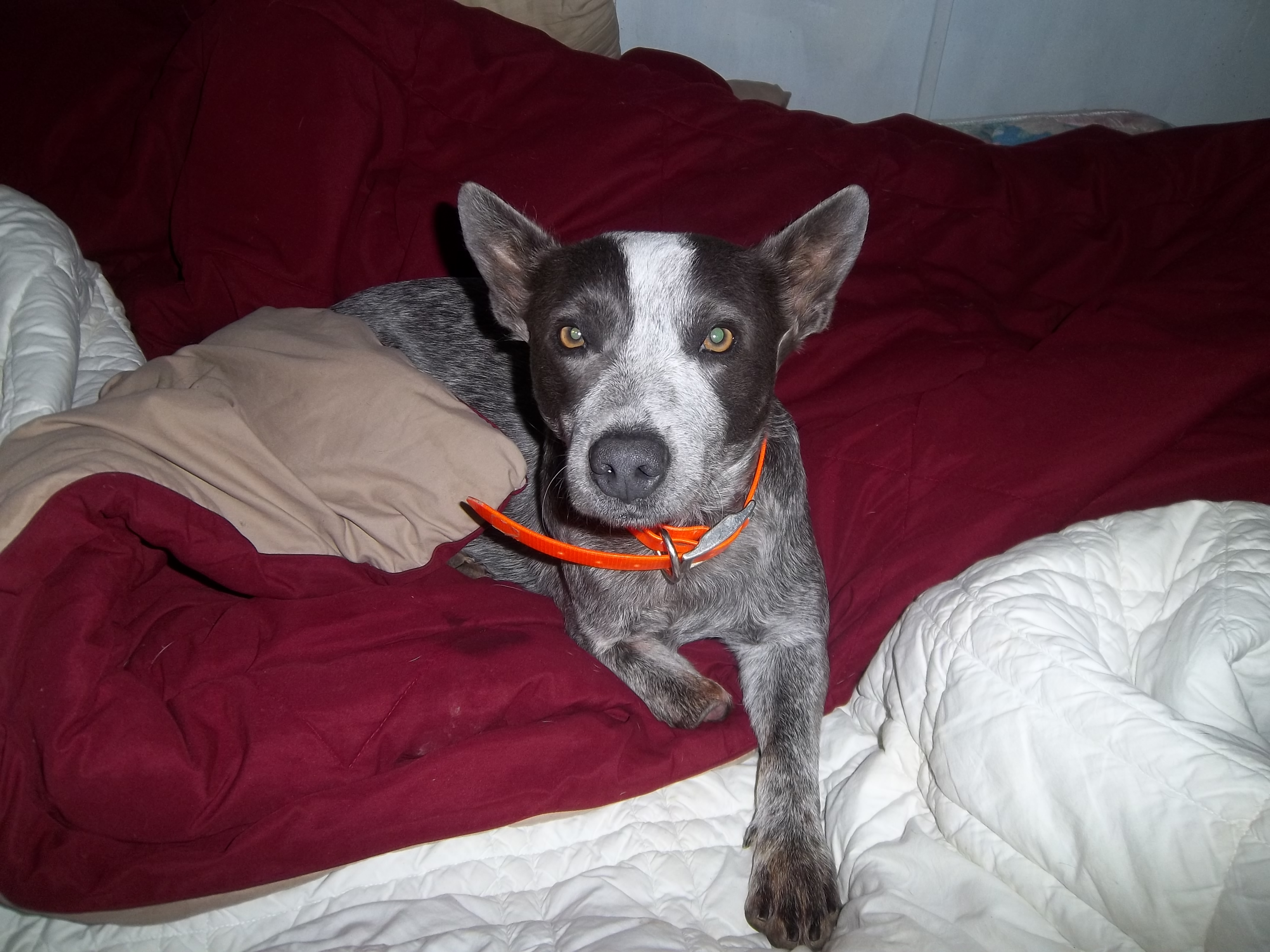 my new dog i took in name her cripps