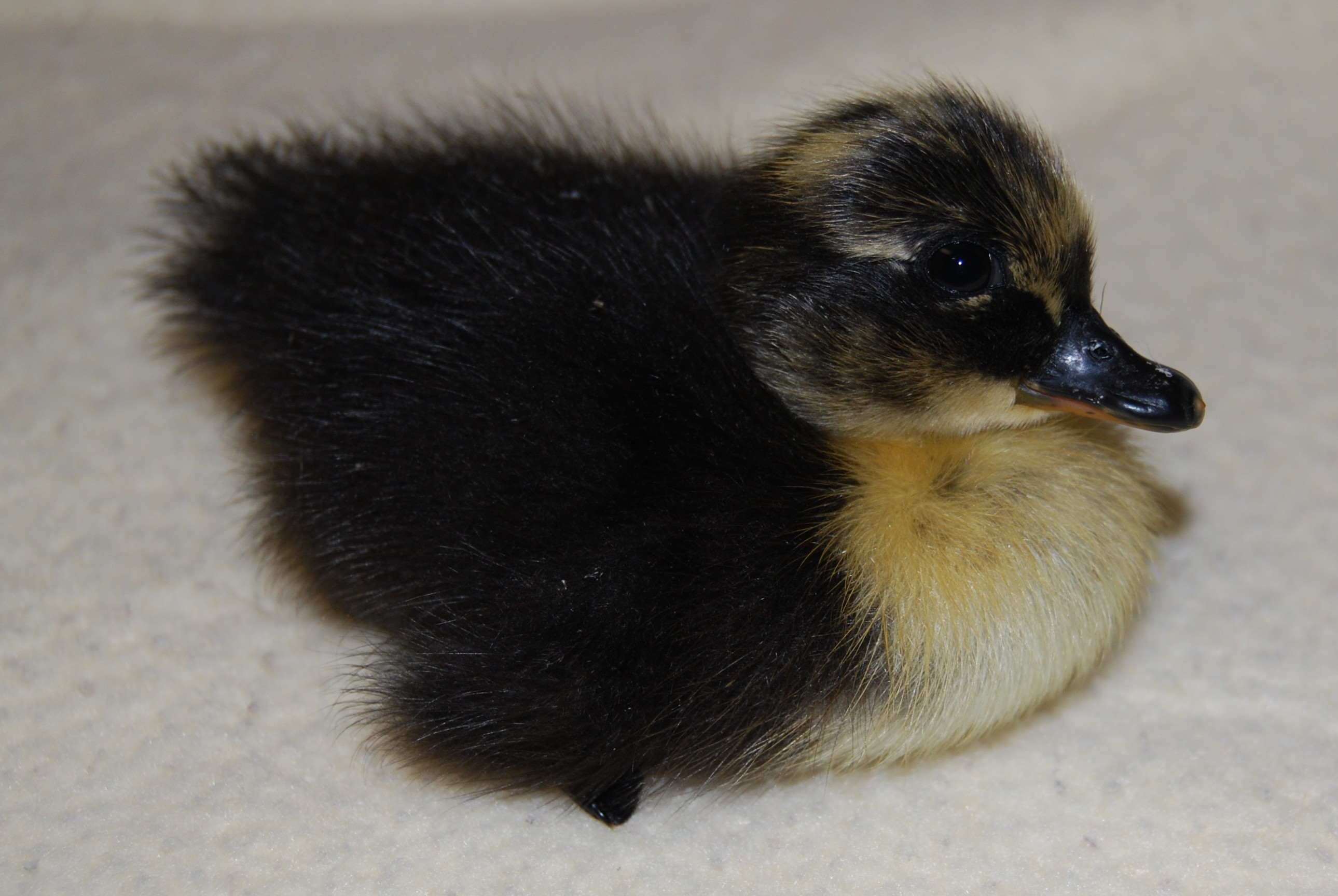 my new duck born on memorial day