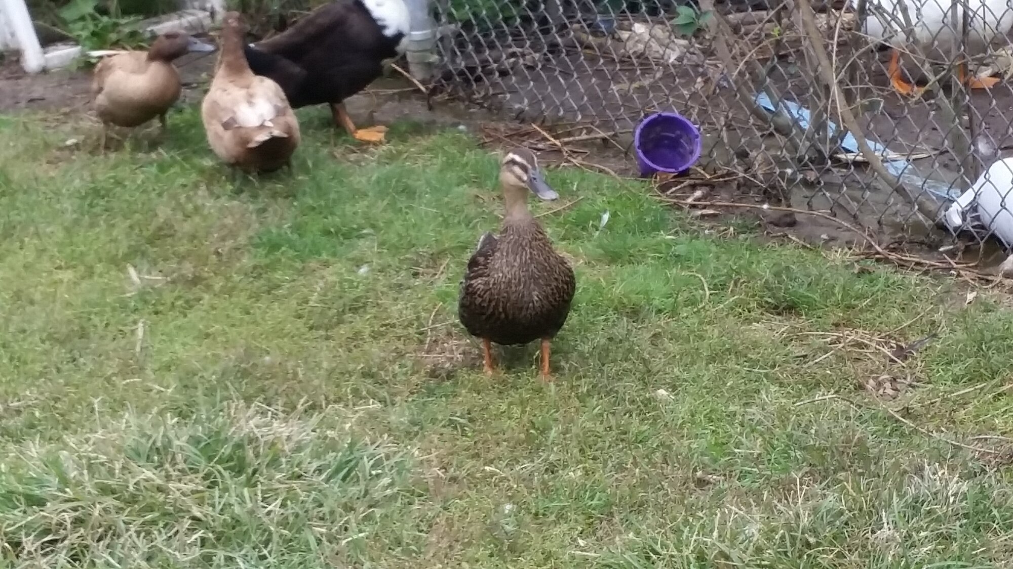 My new duck, lake
