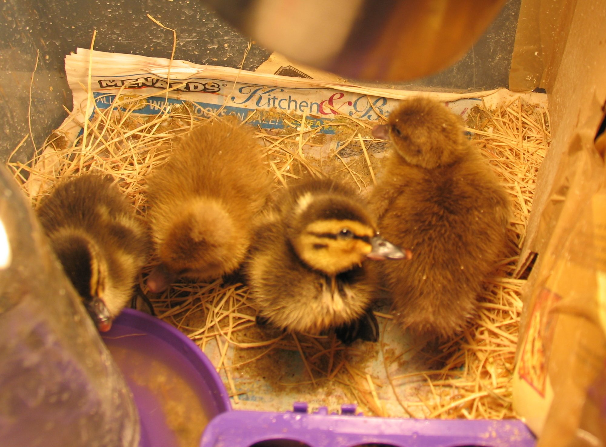 My new ducklings (2012)