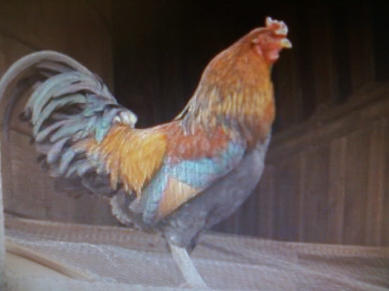 My new Easter Egger Rooster "Bart".