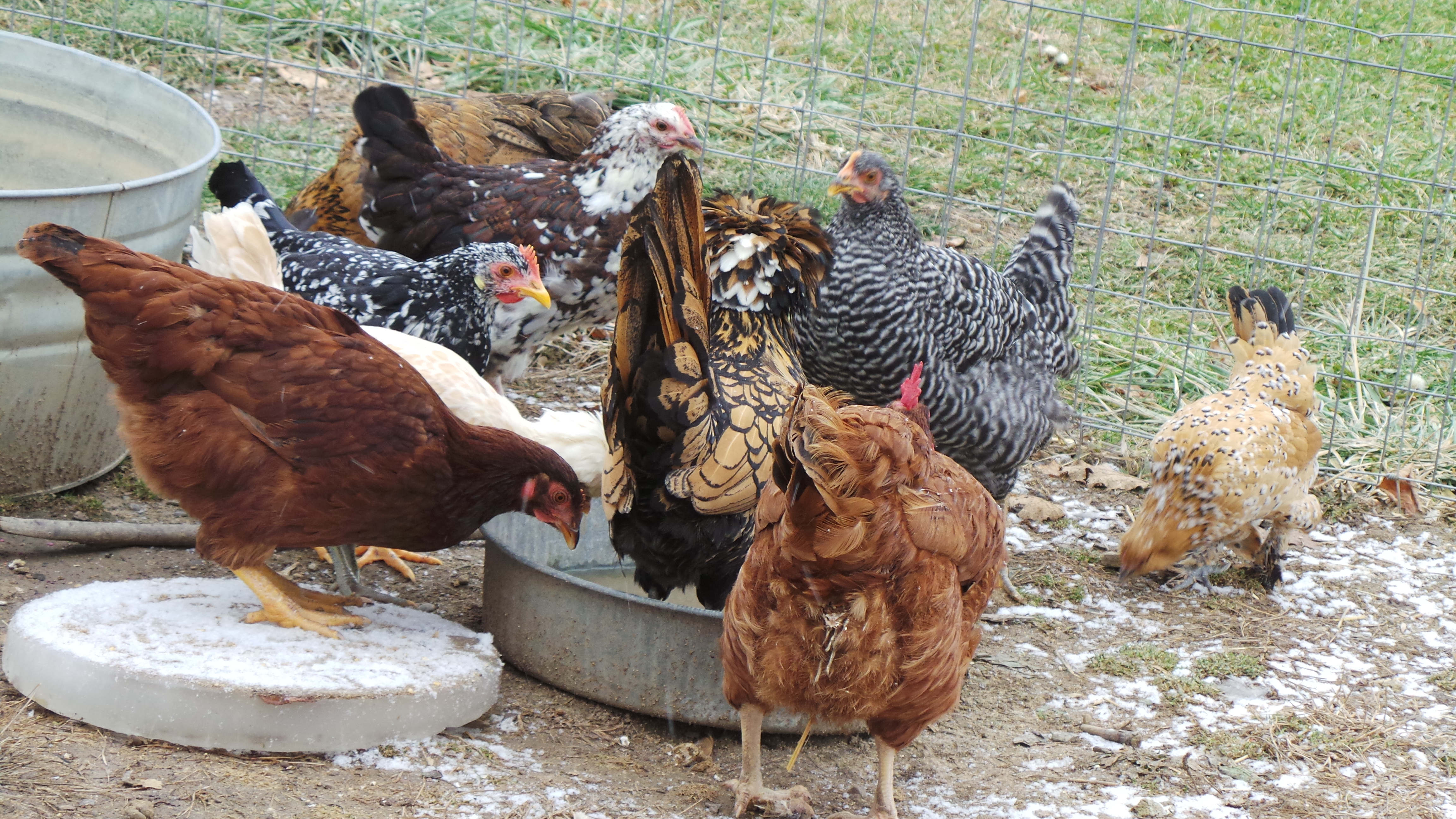 My new flock. Two girls from here are from the old old. The two survived Cat attacks and a Coyote attack. The one girl was broody the entire time so she doesnt even know what happened. but the other (Lucile) Was a survivor.