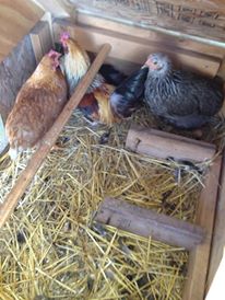 *
my new flock