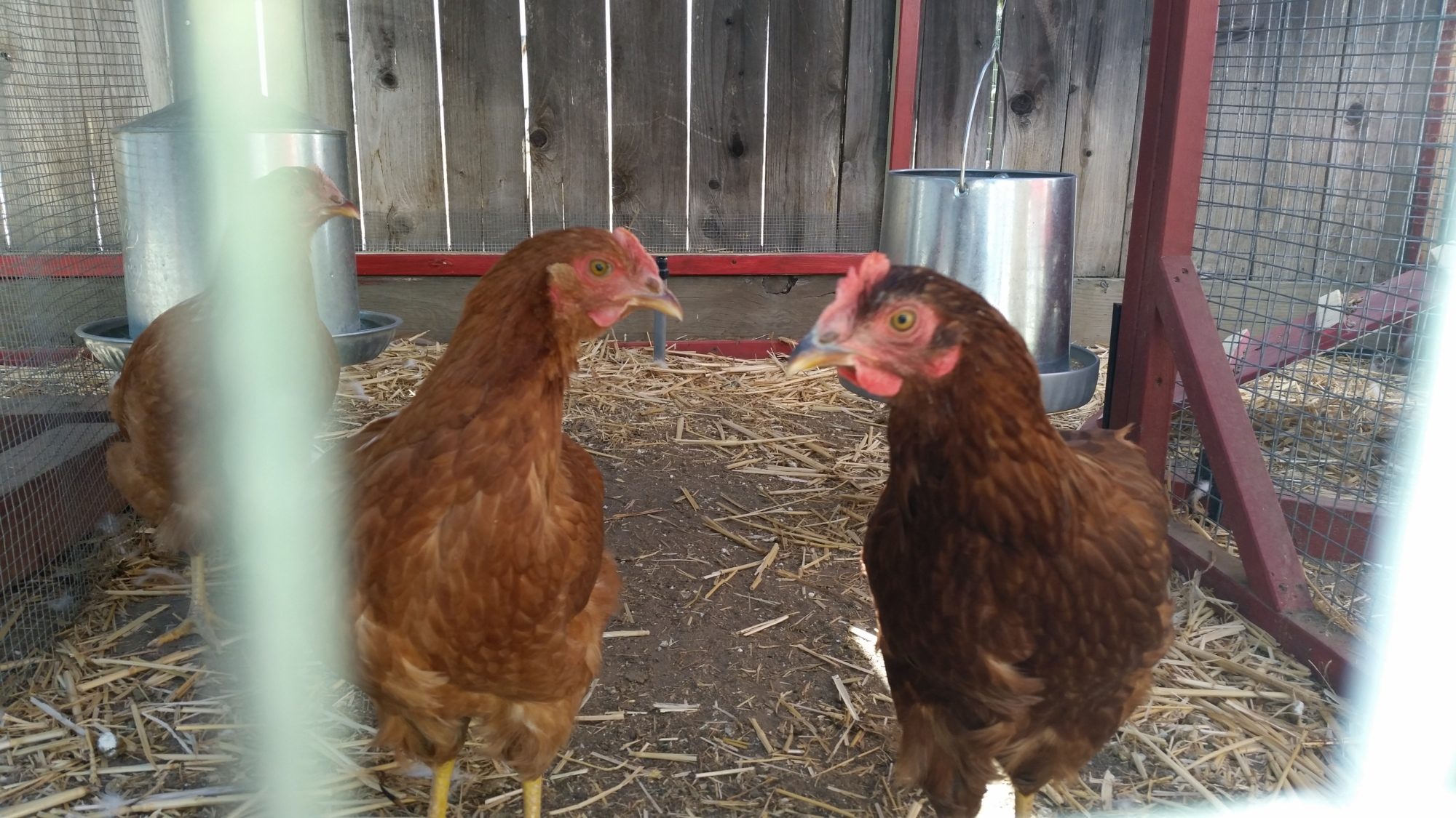 my  New Hampshire on the right her name is old red the New Hampshire on the last her name is Flower..
they both are 5 months 1 day I don't know if they're ready to lay or not I've been reading up on info about chicken since I'm new at this any information would help thanks by the way we're sticking up for resting areas for him this weekend
