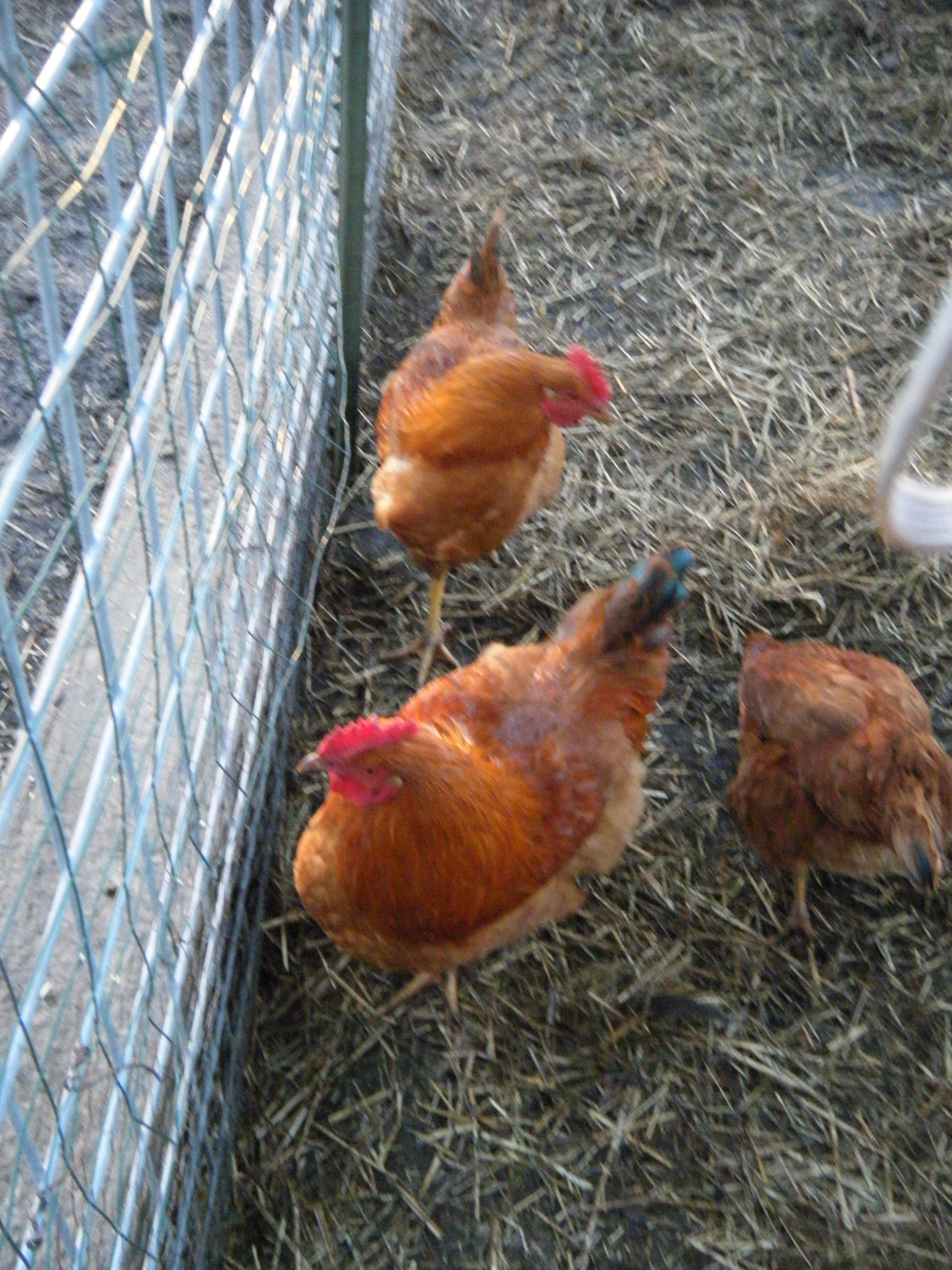 My New Hampshire roos, Ronald and Donald.