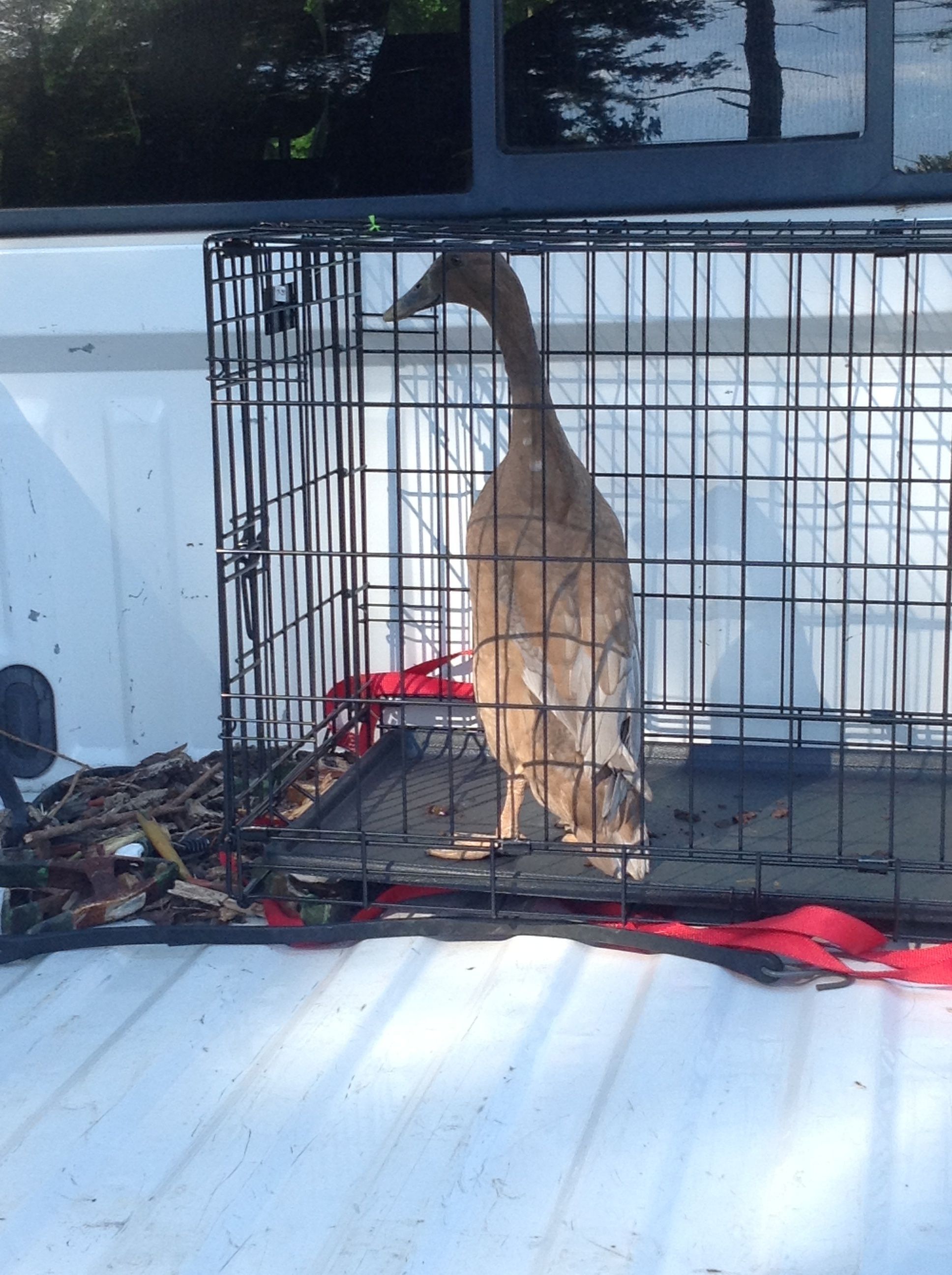 My new Indian Runner Duck, Pocahontas