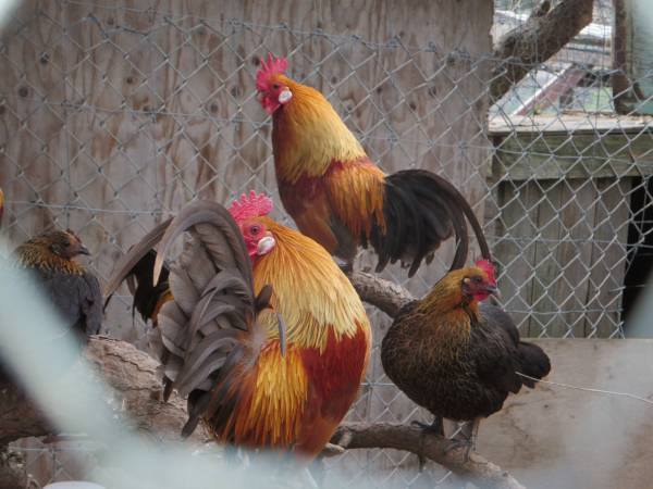 My new kids,two rooster two hens.Man I love Dutch's