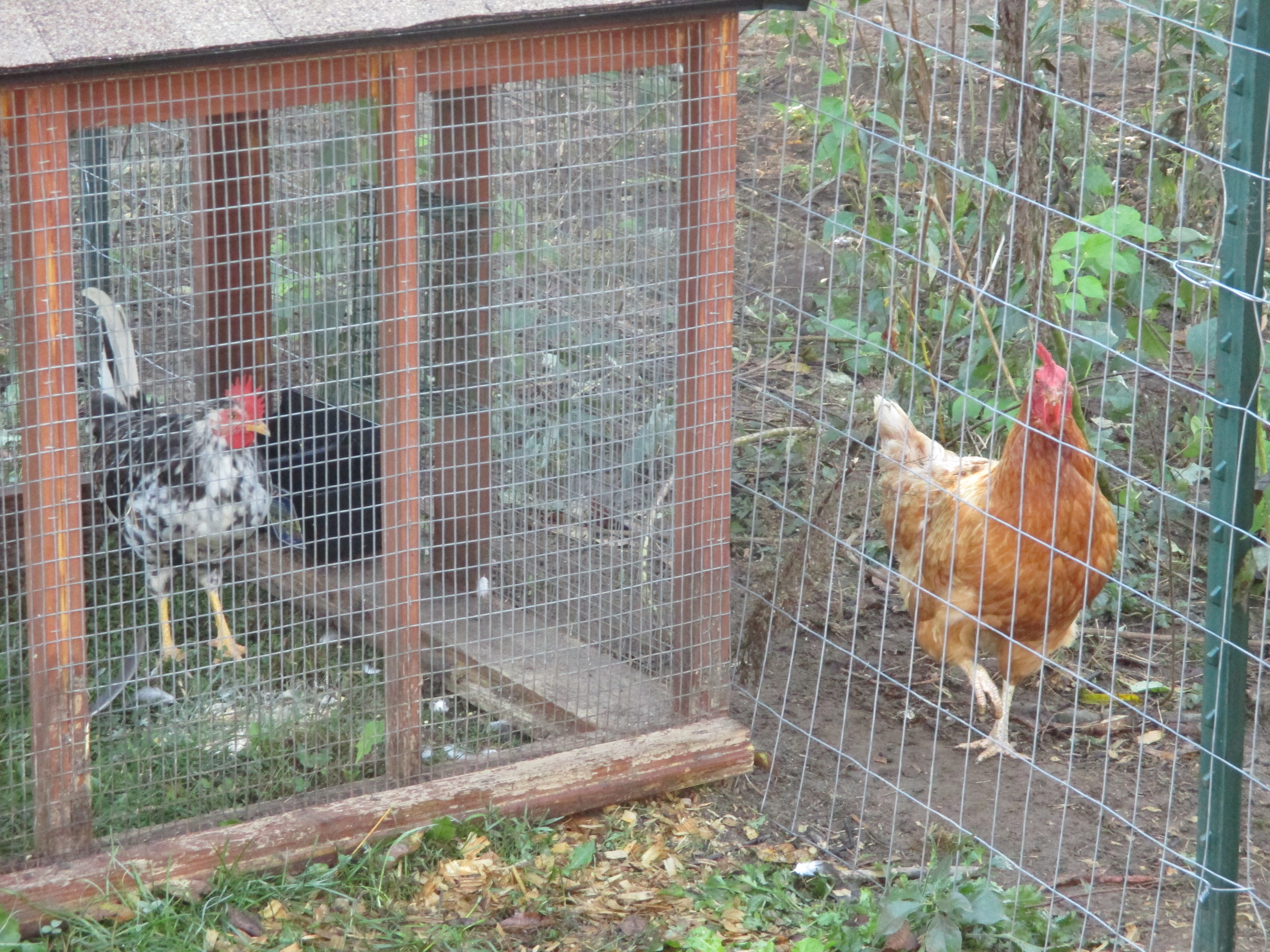 My new little Icelandic Rooster and one of my hens, an Ida Brown checking him out....