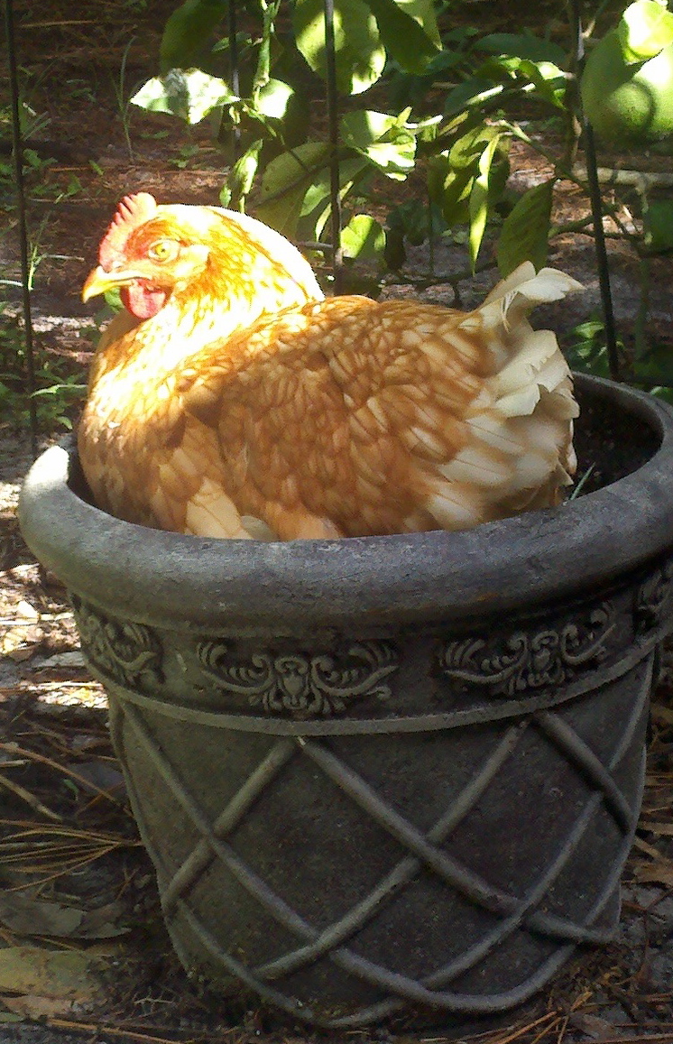 My new plant: a variety of Hens and Chickens called Flowering Minik!
